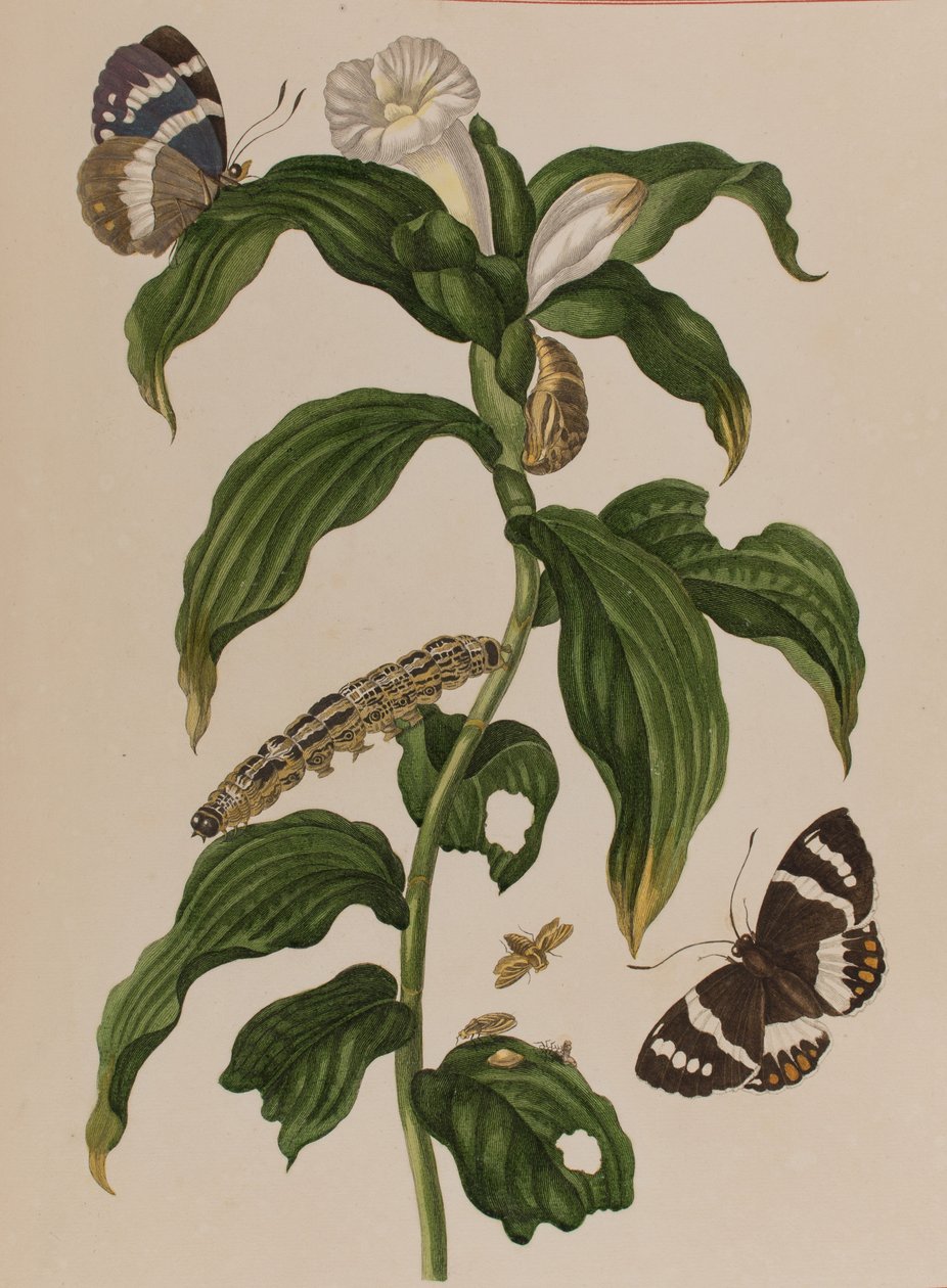Illusztráció: „Metamorphosis insectorum Surinamensium. Ofte Change of Surinamese Insects”, 1705-ben megjelent (színes metszet) alkotó: Maria Sibylla Graff (after) Merian