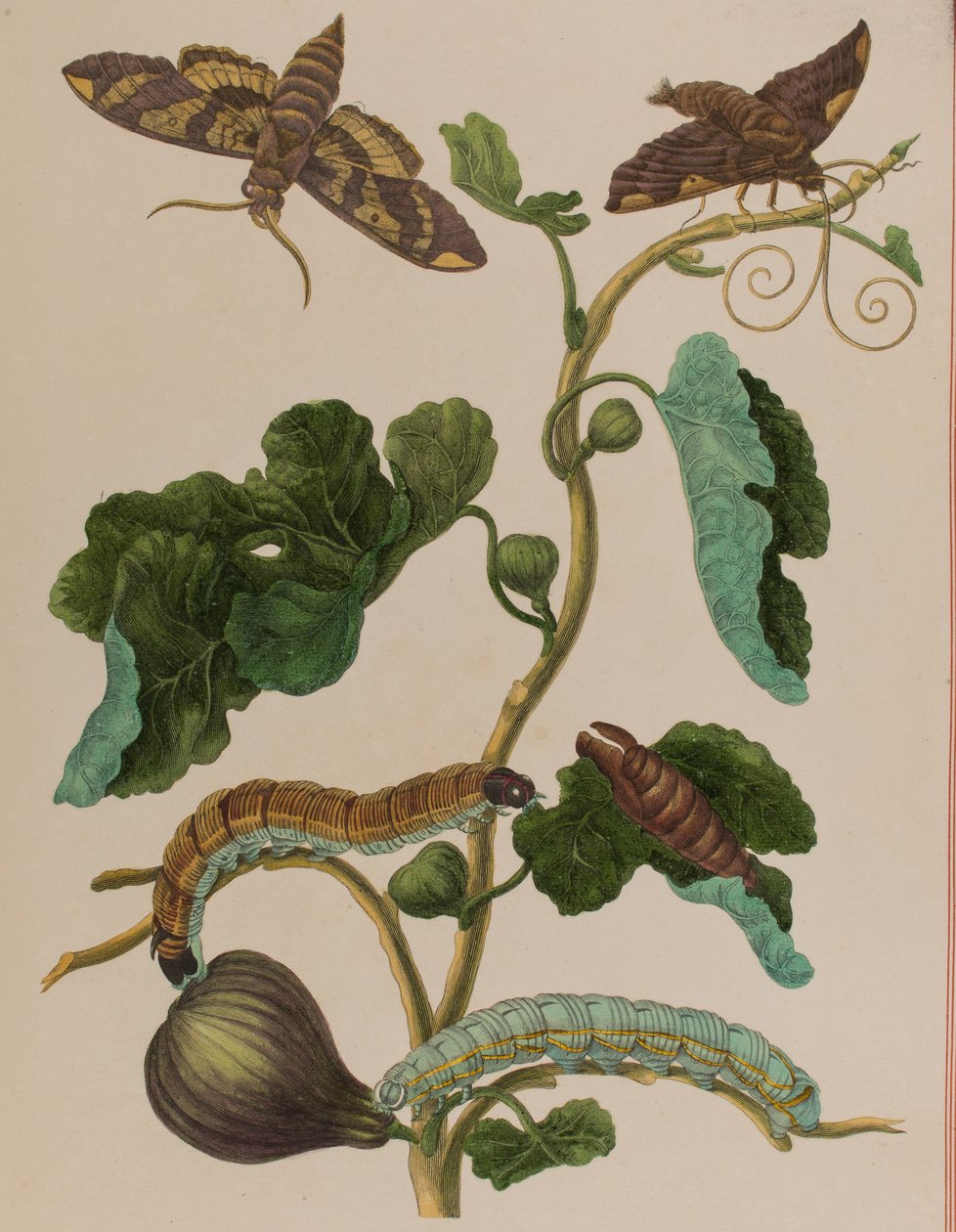 Illusztráció: „Metamorphosis insectorum Surinamensium. Ofte Change of Surinamese Insects”, 1705-ben megjelent (színes metszet) alkotó: Maria Sibylla Graff (after) Merian