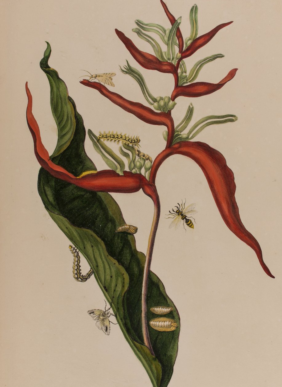 Illusztráció: „Metamorphosis insectorum Surinamensium. Ofte Change of Surinamese Insects”, 1705-ben megjelent (színes metszet) alkotó: Maria Sibylla Graff (after) Merian