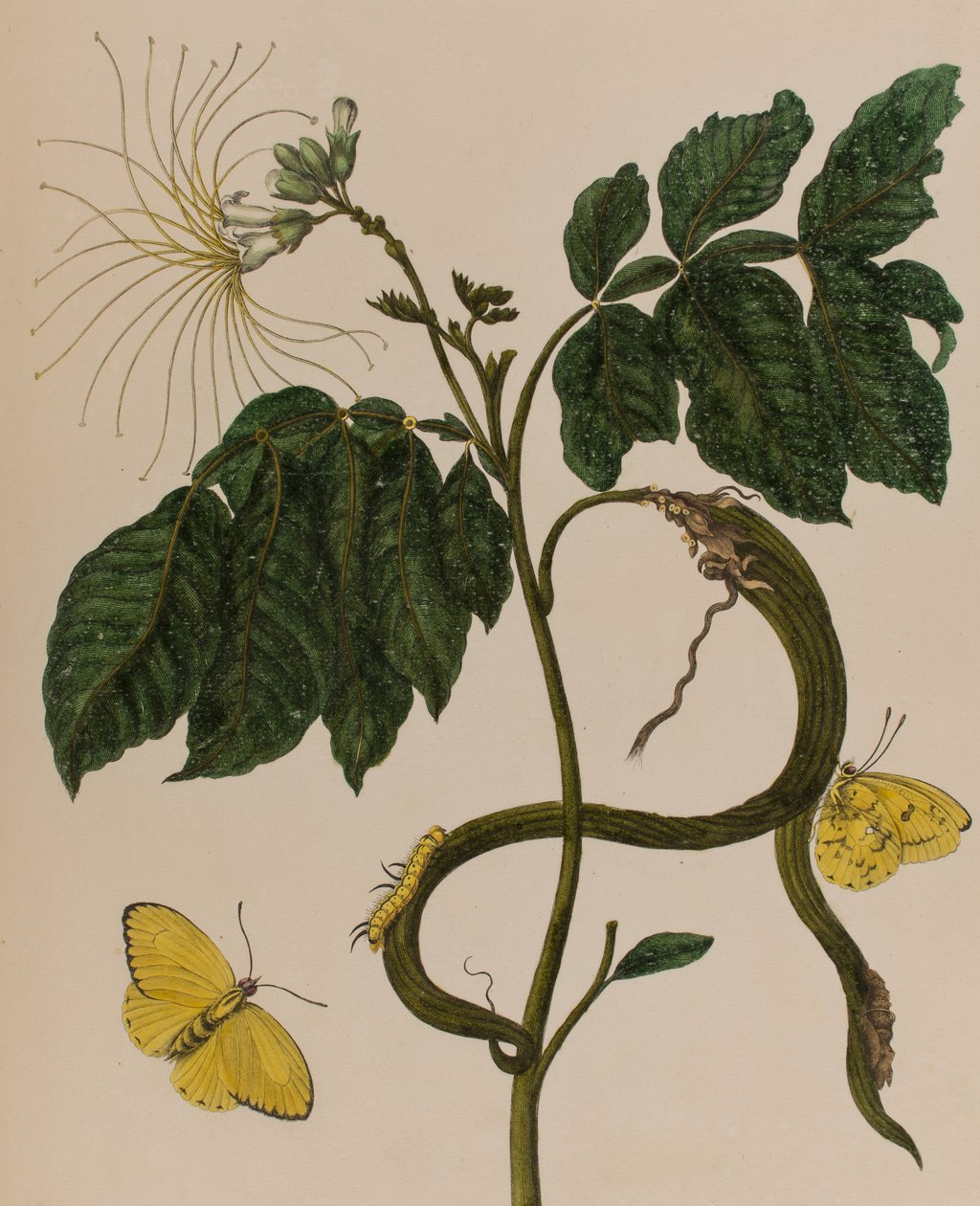 Illusztráció: „Metamorphosis insectorum Surinamensium. Ofte Change of Surinamese Insects”, 1705-ben megjelent (színes metszet) alkotó: Maria Sibylla Graff (after) Merian