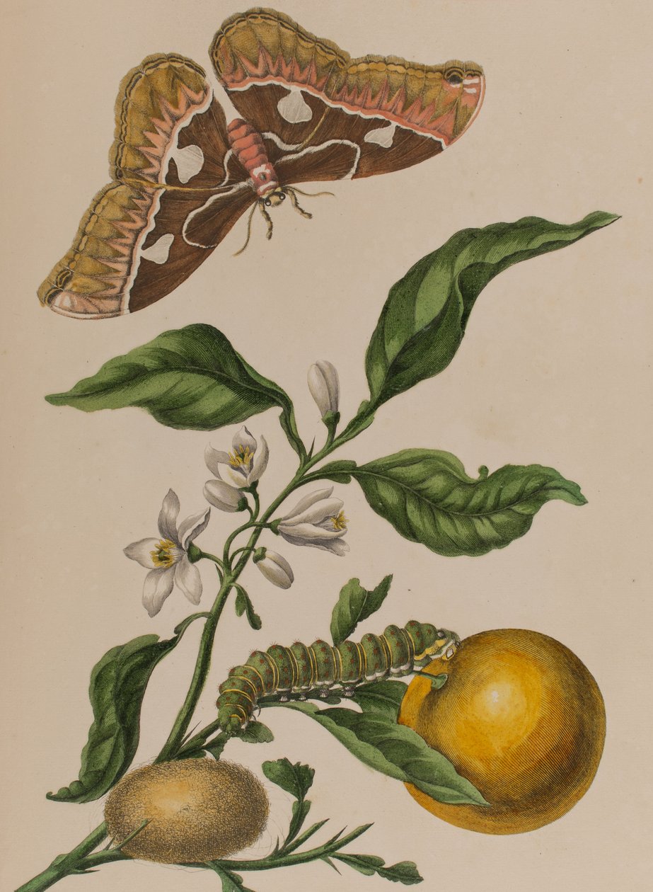 Illusztráció: „Metamorphosis insectorum Surinamensium. Ofte Change of Surinamese Insects”, 1705-ben megjelent (színes metszet) alkotó: Maria Sibylla Graff (after) Merian