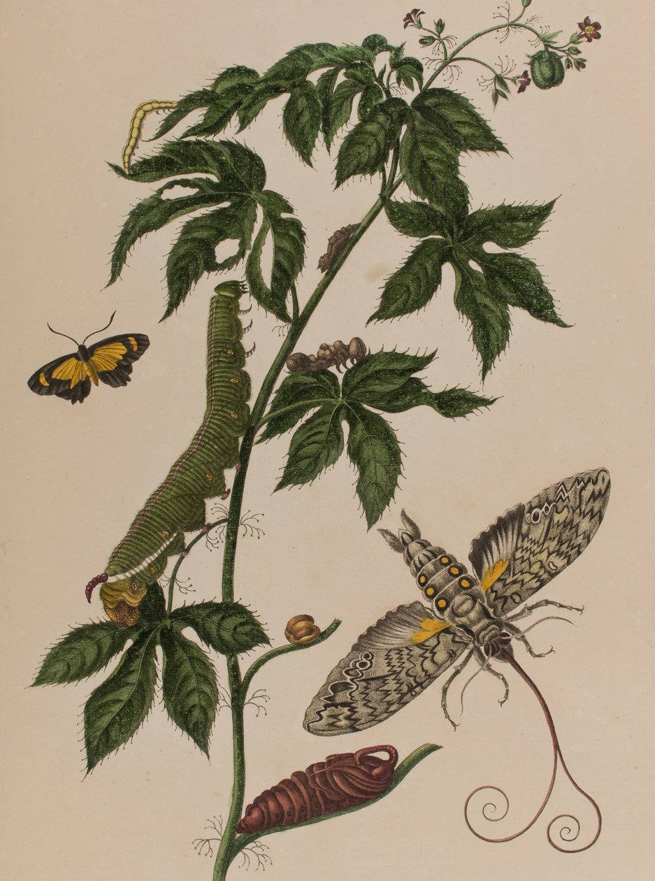 Illusztráció: „Metamorphosis insectorum Surinamensium. Ofte Change of Surinamese Insects”, 1705-ben megjelent (színes metszet) alkotó: Maria Sibylla Graff (after) Merian