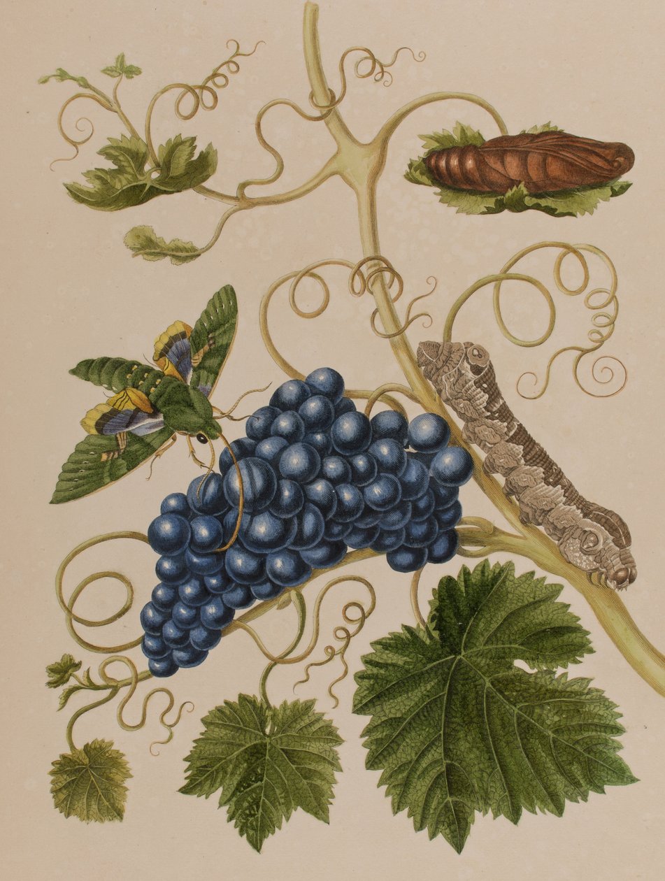 Illusztráció: „Metamorphosis insectorum Surinamensium. Ofte Change of Surinamese Insects”, 1705-ben megjelent (színes metszet) alkotó: Maria Sibylla Graff (after) Merian