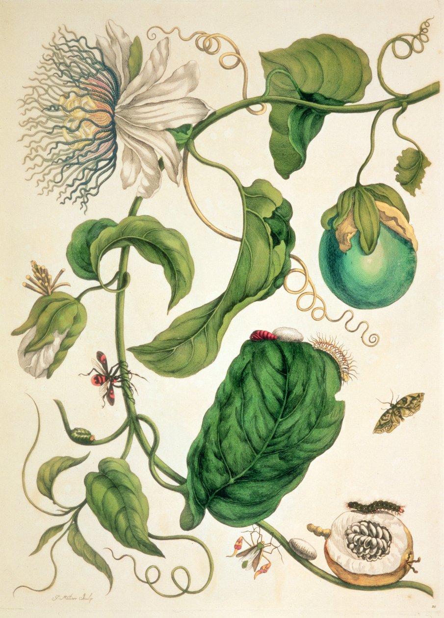 Lemez a „Metamorphosis Insectorum Surinamensium”-ból alkotó: Maria Sibylla Graff (after) Merian