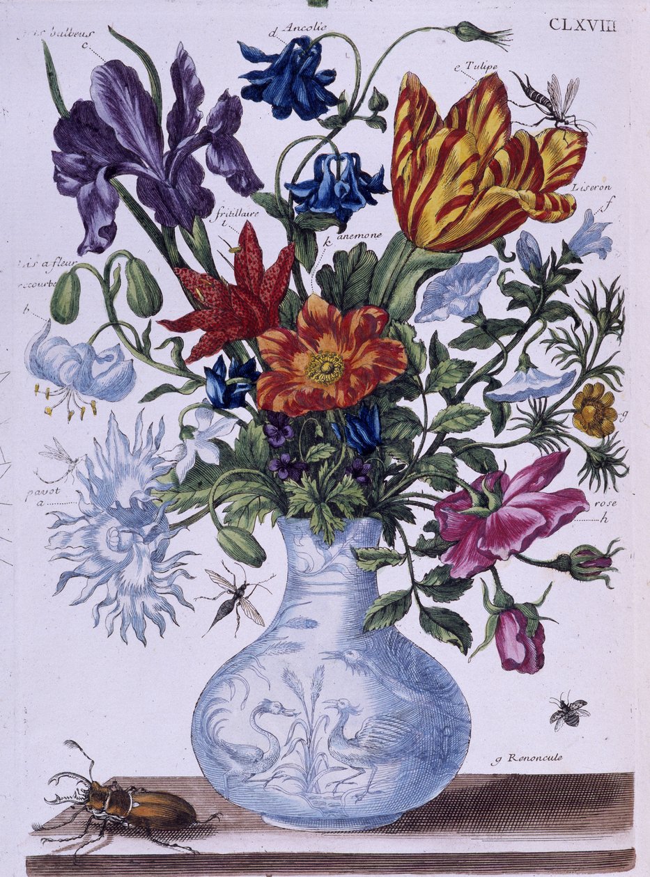 Bogár és különböző virágok - dess. szerző: Maria Sibylla Merian, n.d., kb. 18. század vége alkotó: Maria Sibylla Merian
