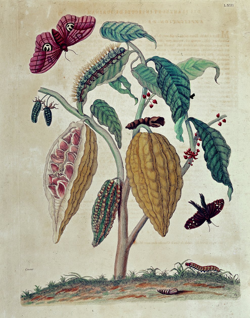 Kakaó – Maria Sibylla Merian „” Suriname és egész Európa rovarainak általános története” című könyvében alkotó: Maria Sibylla Merian