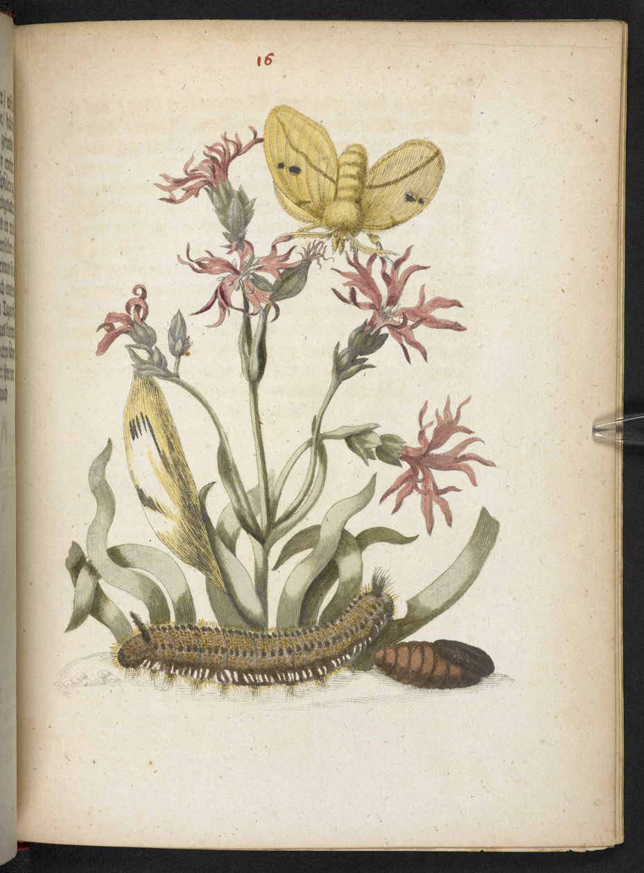 "A hernyók csodálatos metamorfózisa és a furcsa virágeledel..." alkotó: Maria Sibylla Merian
