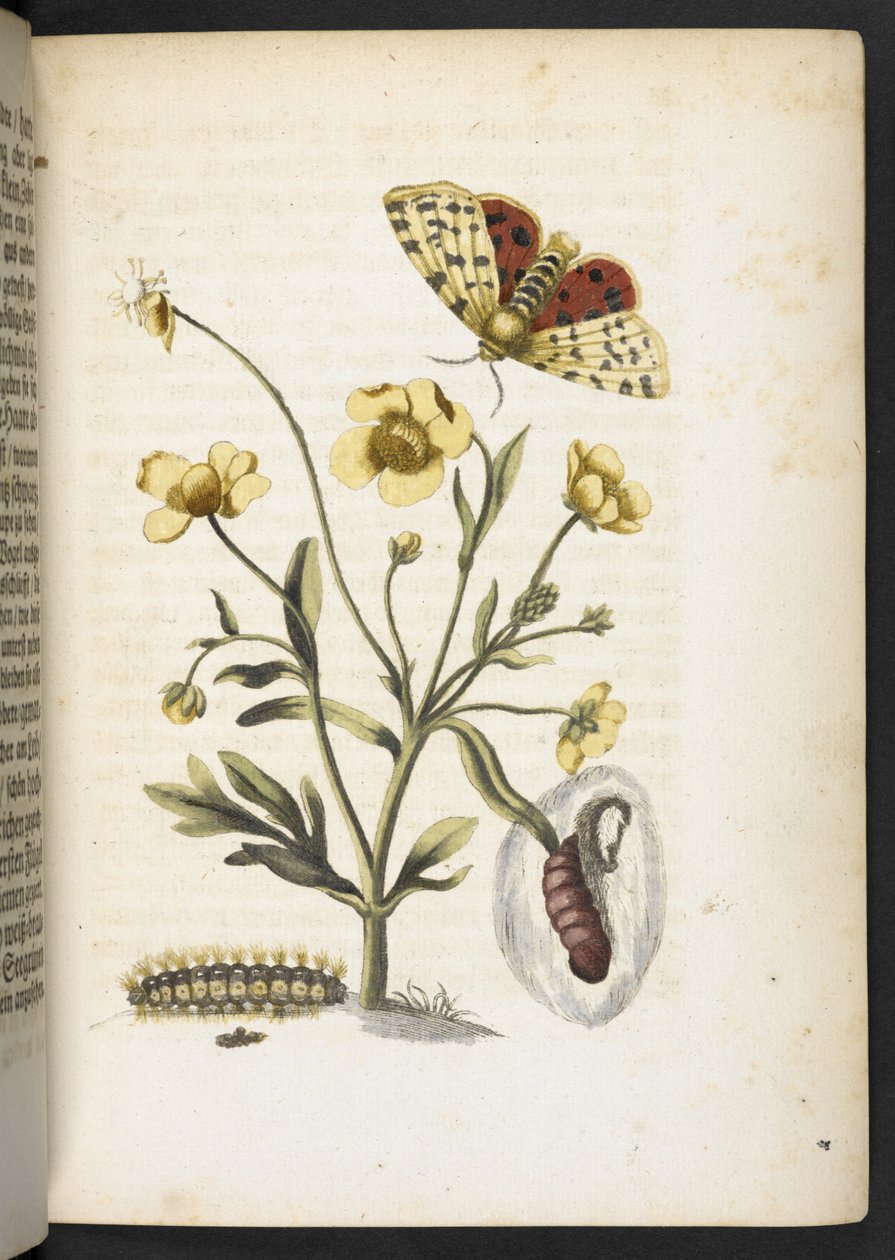 "A hernyók csodálatos metamorfózisa és a furcsa virágeledel..." alkotó: Maria Sibylla Merian