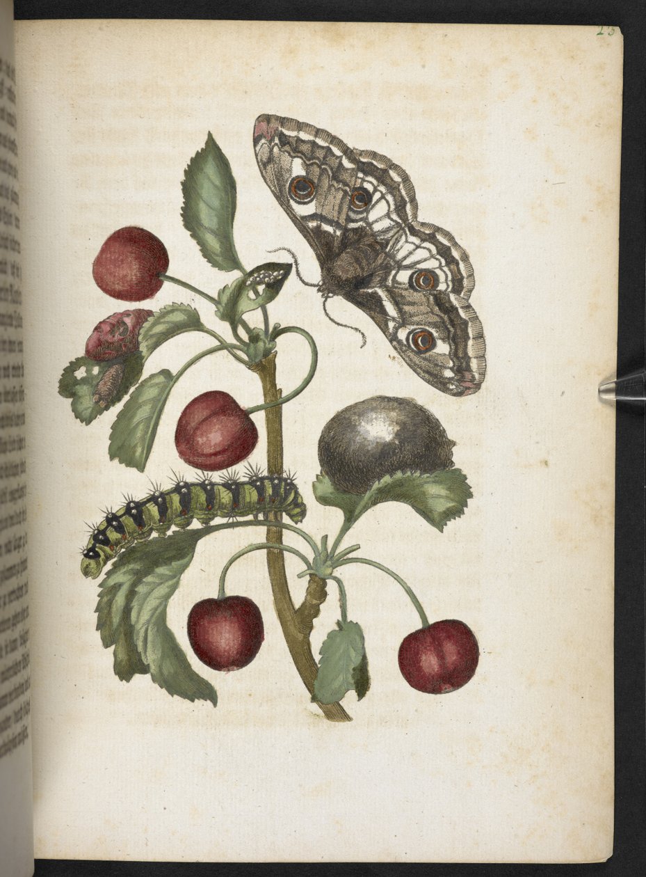 "A hernyók csodálatos metamorfózisa és a furcsa virágeledel..." alkotó: Maria Sibylla Merian
