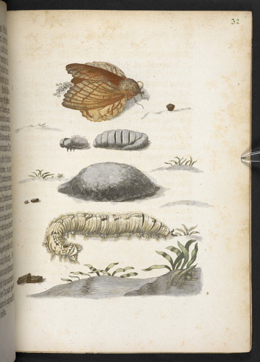 "A hernyók csodálatos metamorfózisa és a furcsa virágeledel..." alkotó: Maria Sibylla Merian
