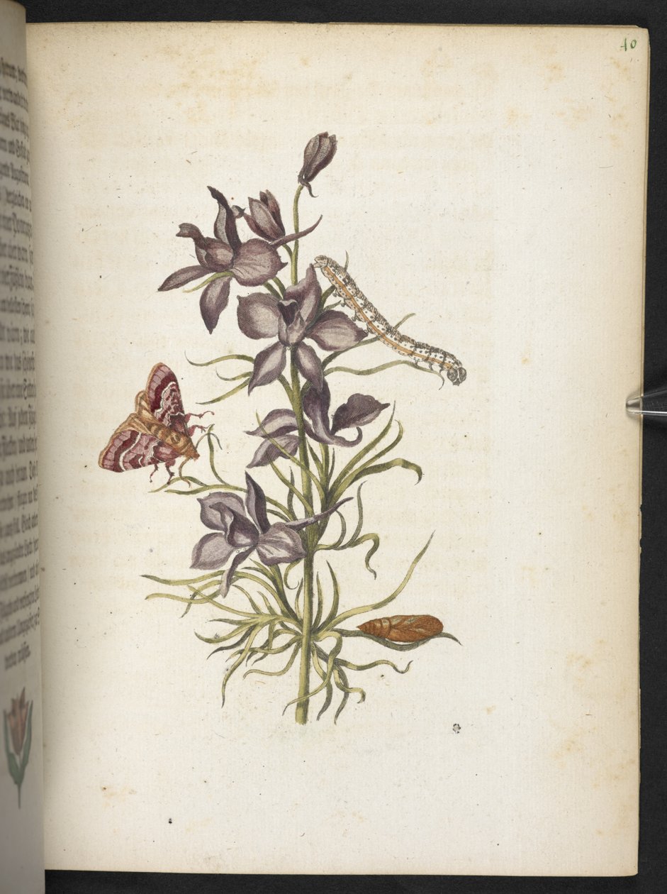 "A hernyók csodálatos metamorfózisa és a furcsa virágeledel..." alkotó: Maria Sibylla Merian