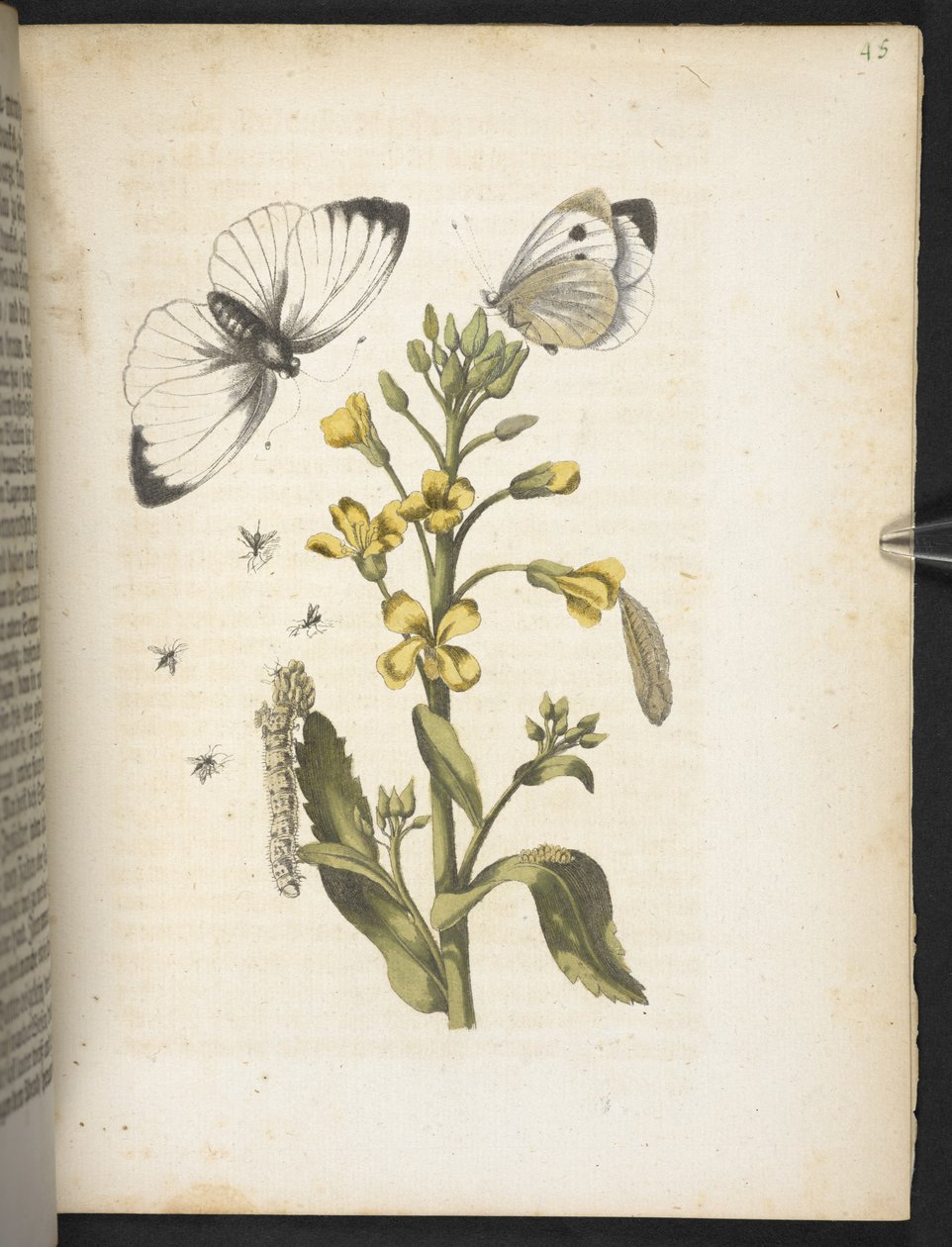 "A hernyók csodálatos metamorfózisa és a furcsa virágeledel..." alkotó: Maria Sibylla Merian
