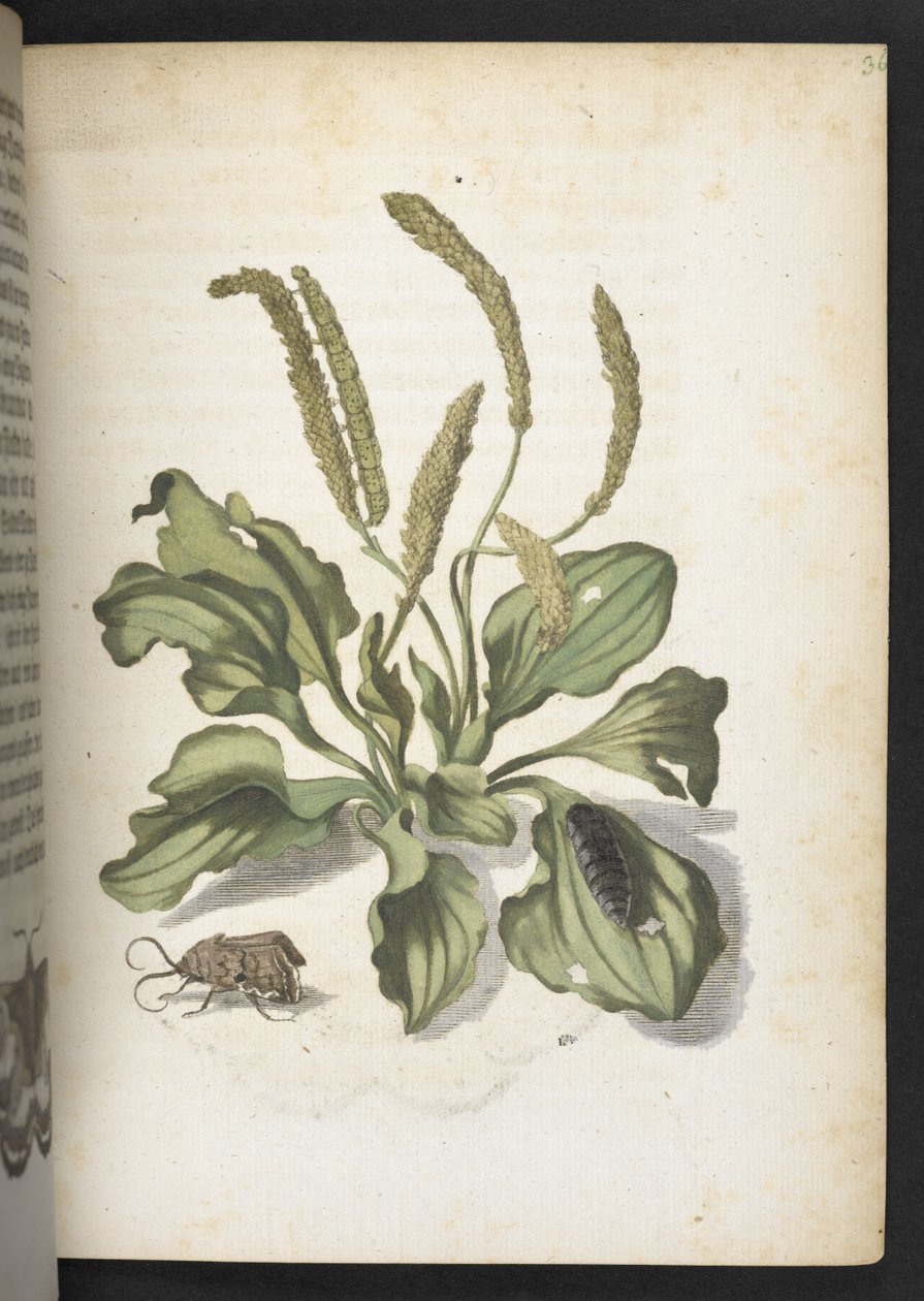 "A hernyók csodálatos metamorfózisa és a furcsa virágeledel..." alkotó: Maria Sibylla Merian