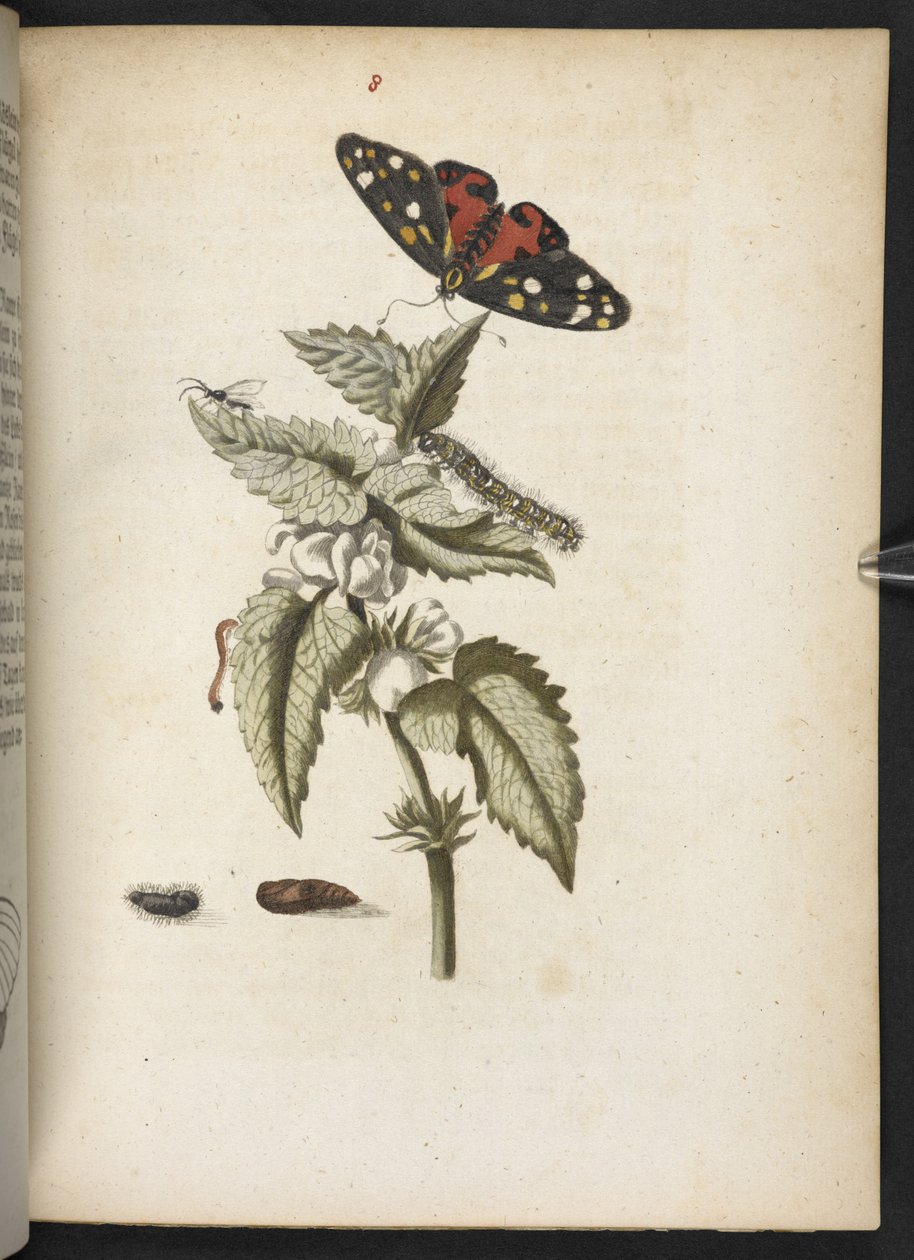 "A hernyók csodálatos metamorfózisa és a furcsa virágeledel..." alkotó: Maria Sibylla Merian