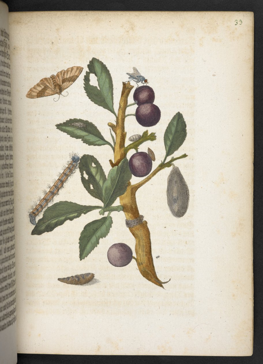 "A hernyók csodálatos metamorfózisa és a furcsa virágeledel..." alkotó: Maria Sibylla Merian