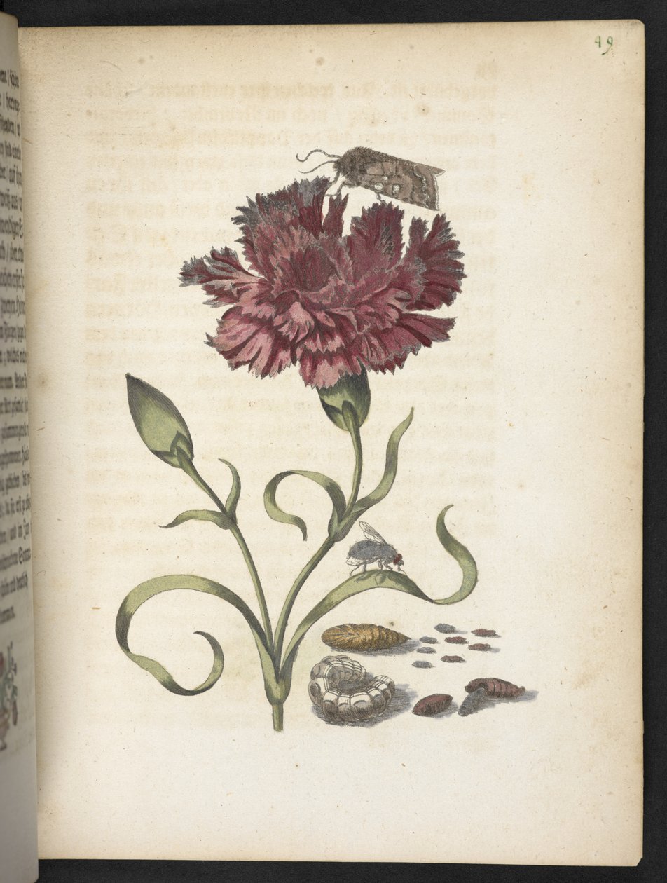 "A hernyók csodálatos metamorfózisa és a furcsa virágeledel..." alkotó: Maria Sibylla Merian