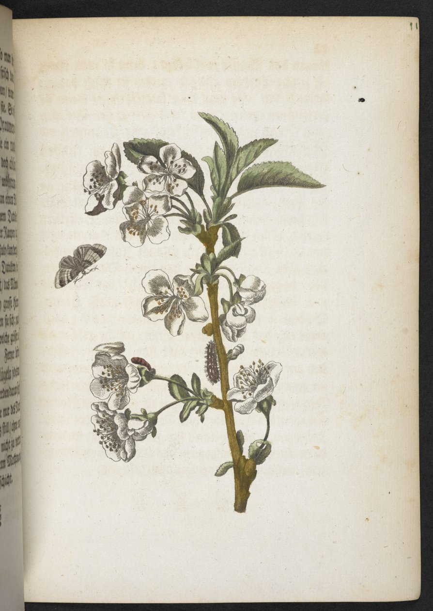 "A hernyók csodálatos metamorfózisa és a furcsa virágeledel..." alkotó: Maria Sibylla Merian