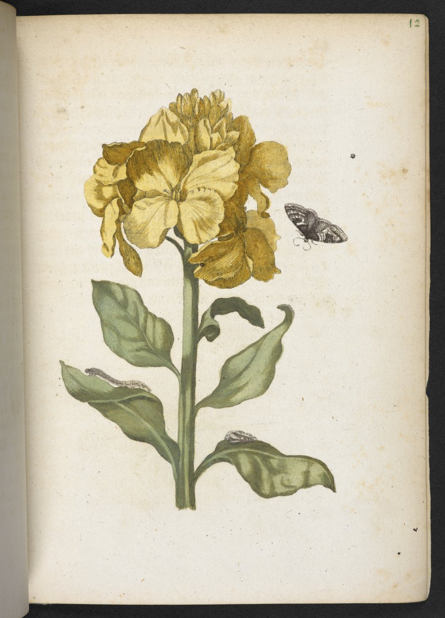 "A hernyók csodálatos metamorfózisa és a furcsa virágeledel..." alkotó: Maria Sibylla Merian