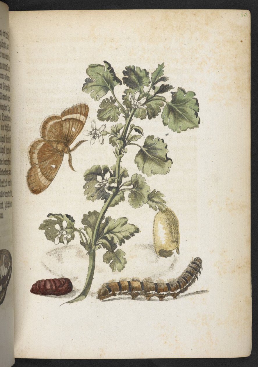 "A hernyók csodálatos metamorfózisa és a furcsa virágeledel..." alkotó: Maria Sibylla Merian