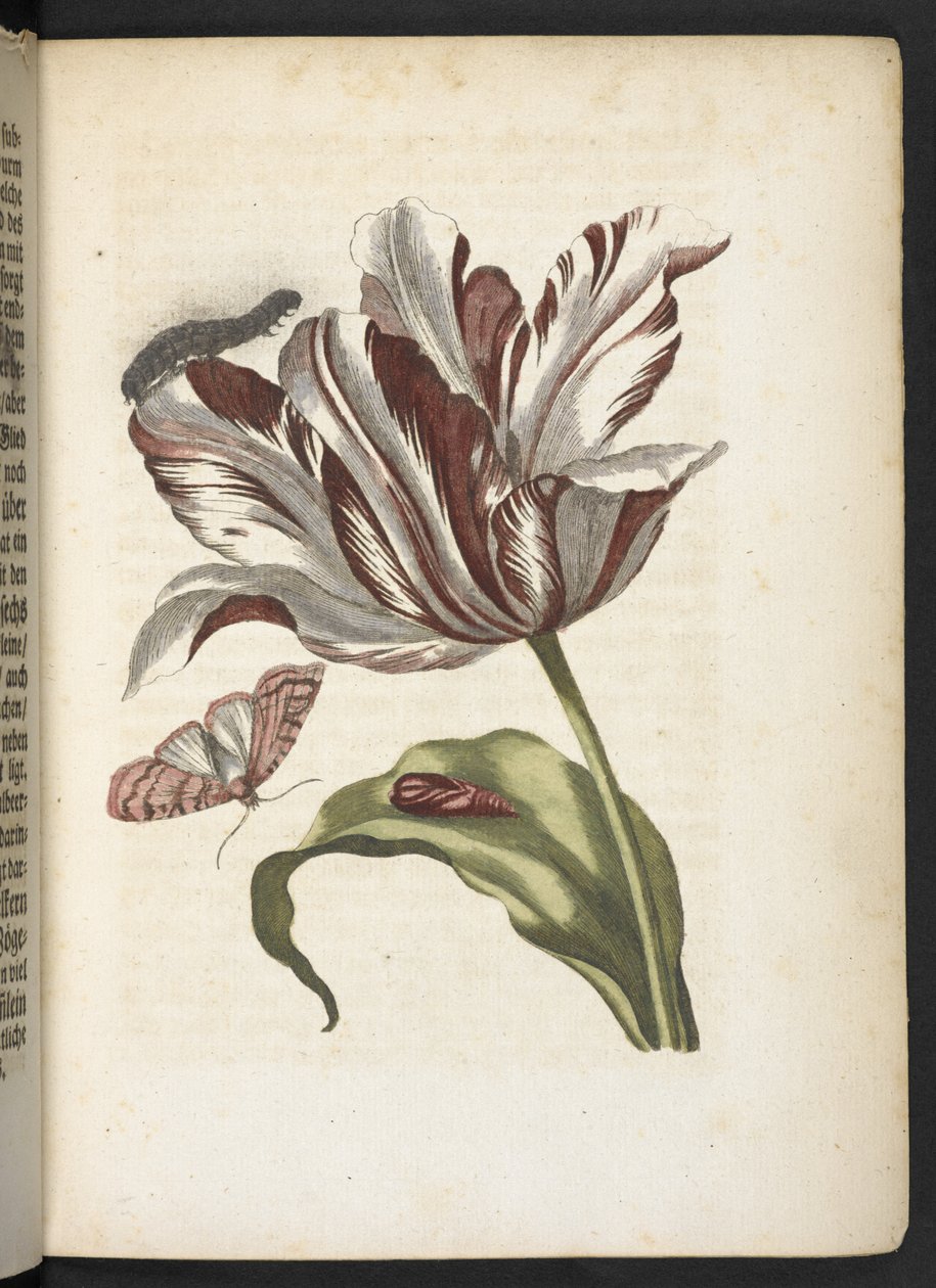 "A hernyók csodálatos metamorfózisa és a furcsa virágeledel..." alkotó: Maria Sibylla Merian