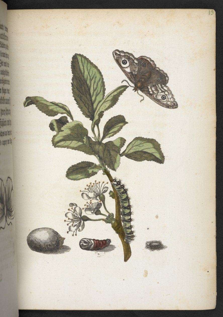 "A hernyók csodálatos metamorfózisa és a furcsa virágeledel..." alkotó: Maria Sibylla Merian