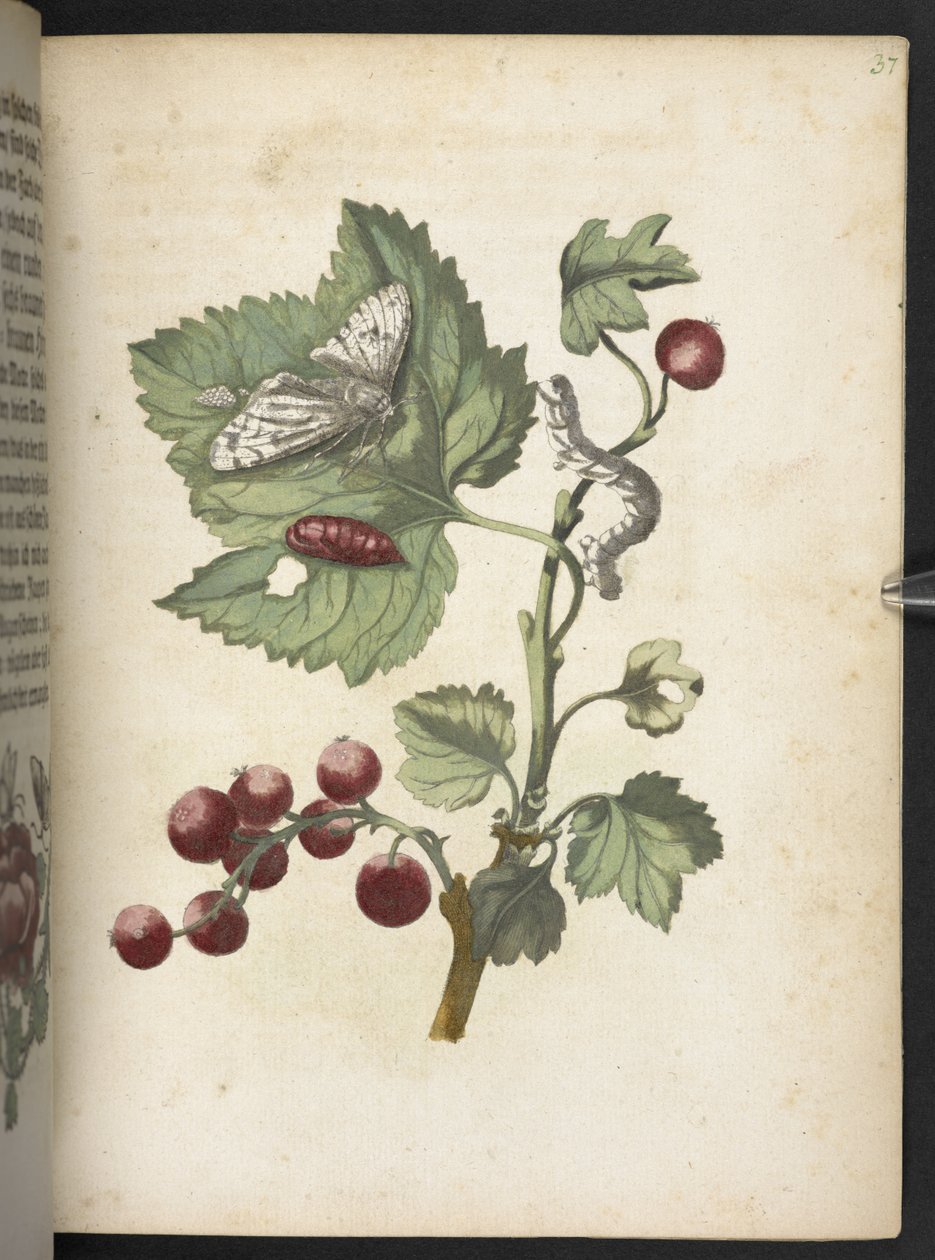 "A hernyók csodálatos metamorfózisa és a furcsa virágeledel..." alkotó: Maria Sibylla Merian