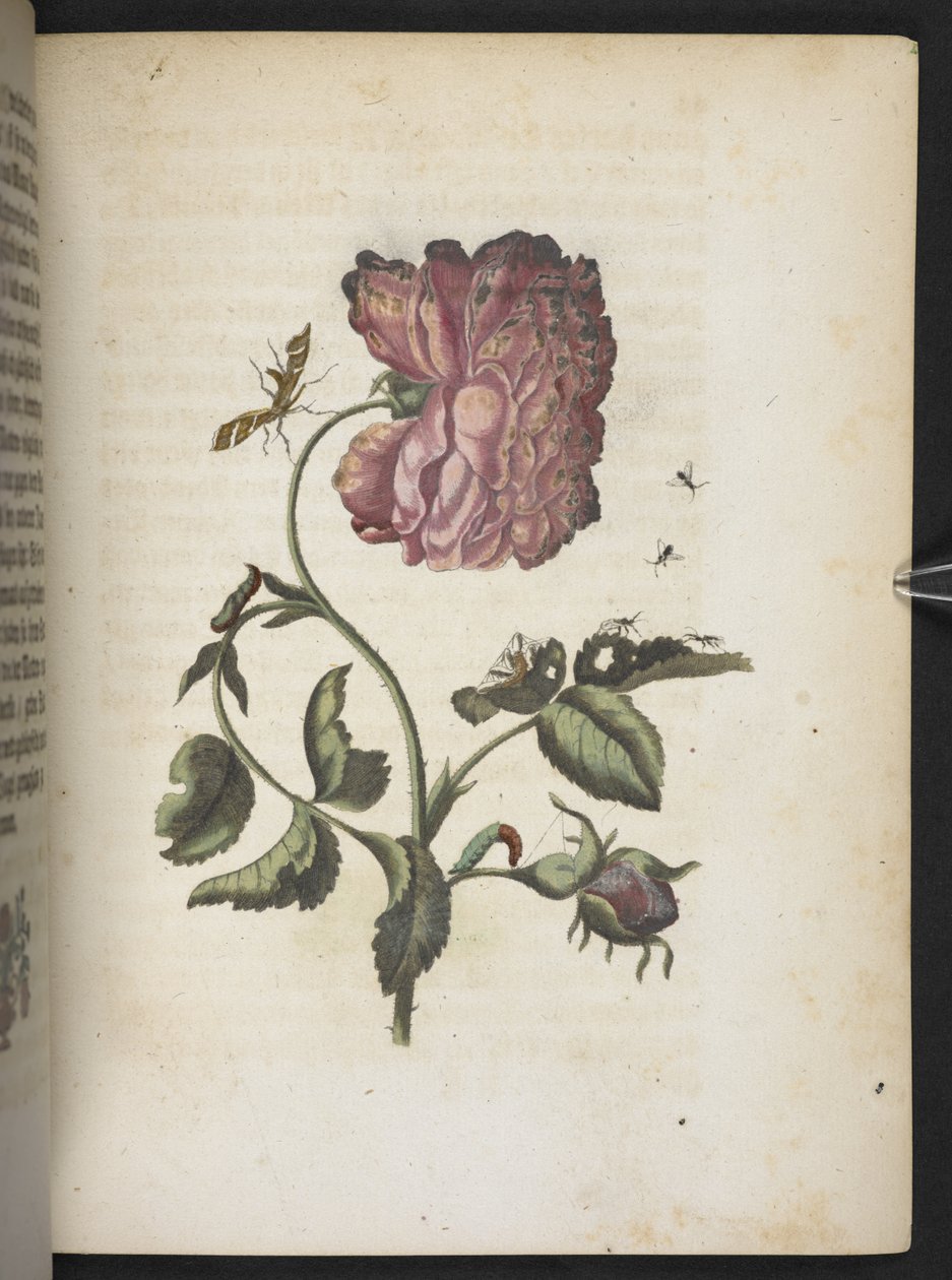"A hernyók csodálatos metamorfózisa és a furcsa virágeledel..." alkotó: Maria Sibylla Merian