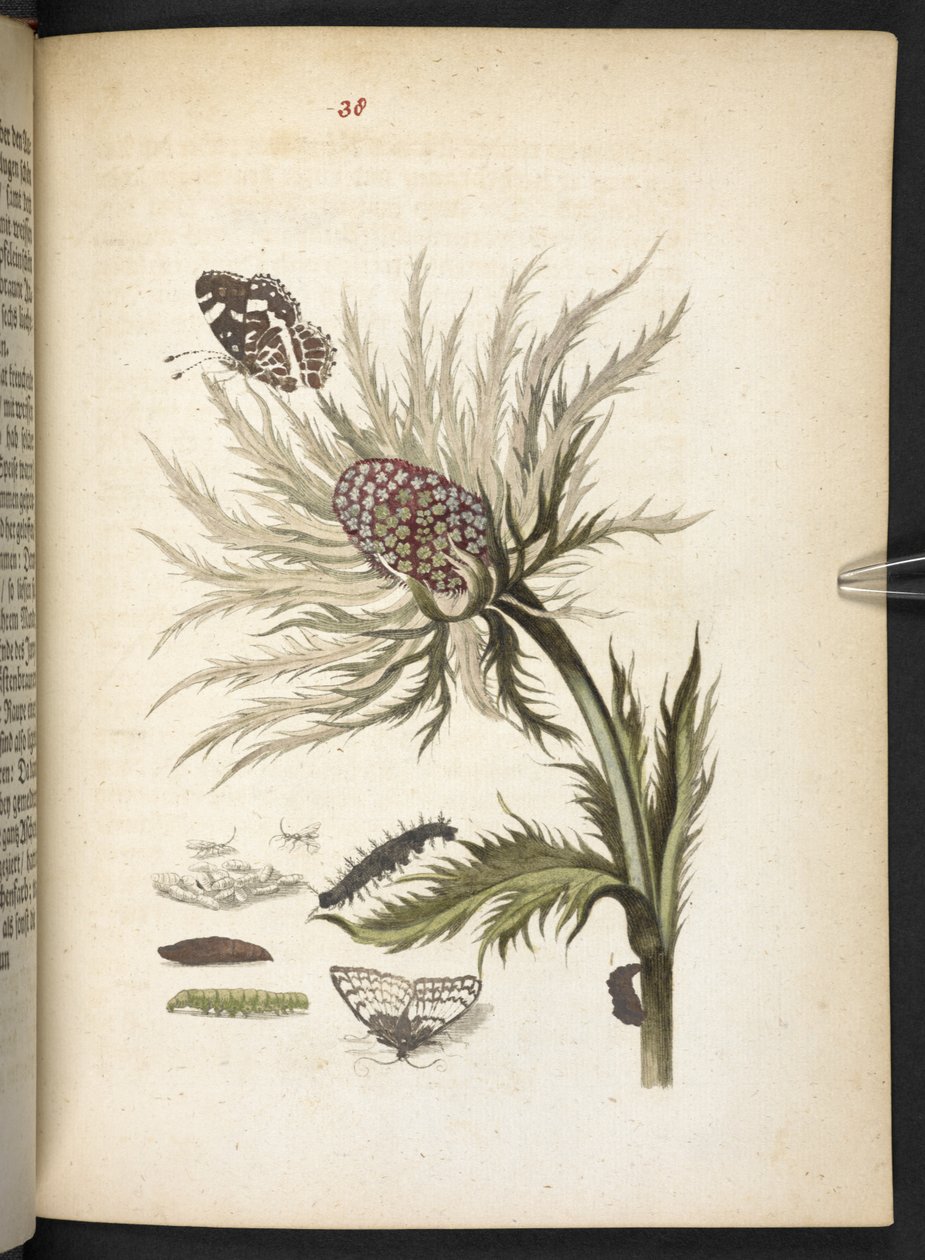 "A hernyók csodálatos metamorfózisa és a furcsa virágeledel..." alkotó: Maria Sibylla Merian
