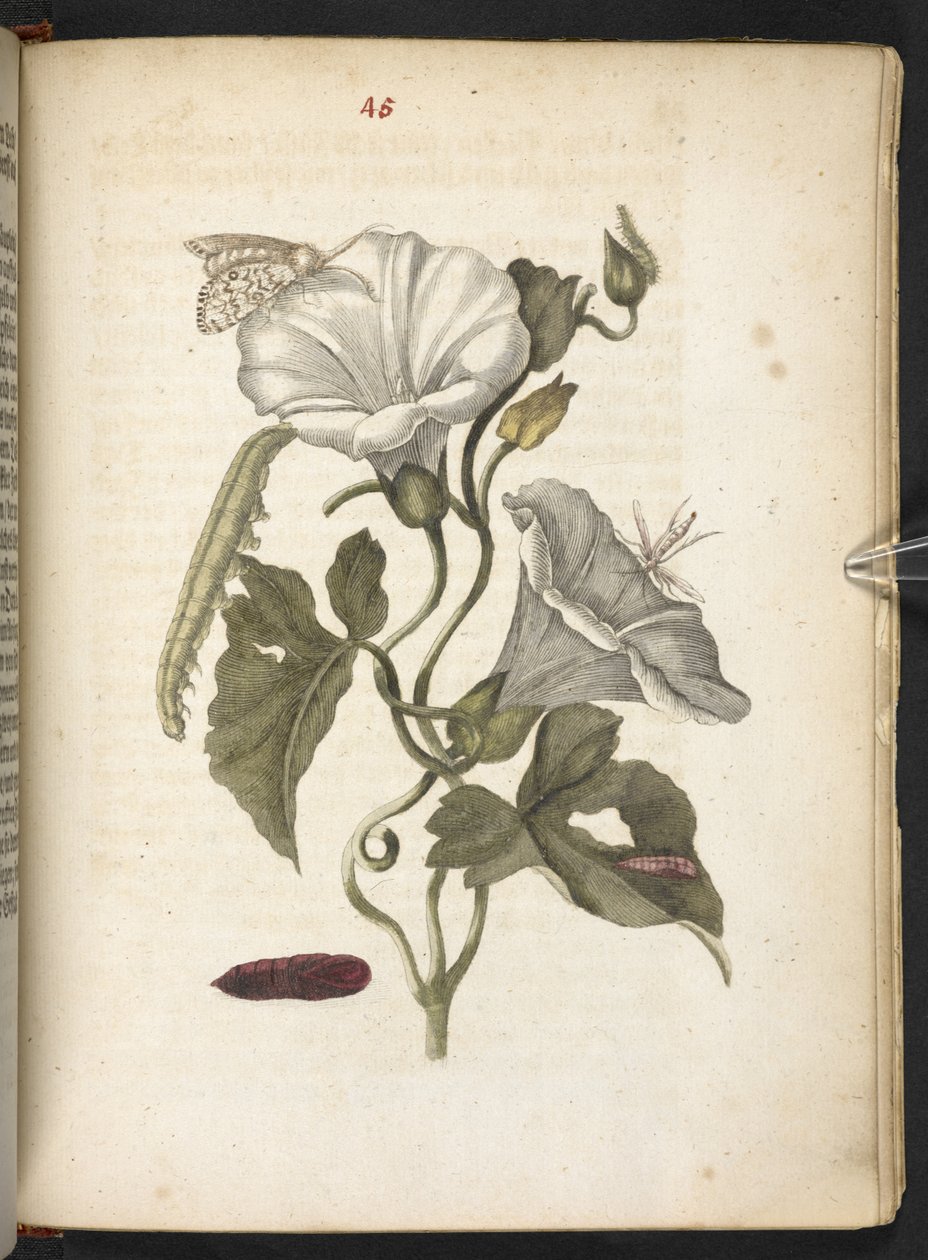 "A hernyók csodálatos metamorfózisa és a furcsa virágeledel..." alkotó: Maria Sibylla Merian