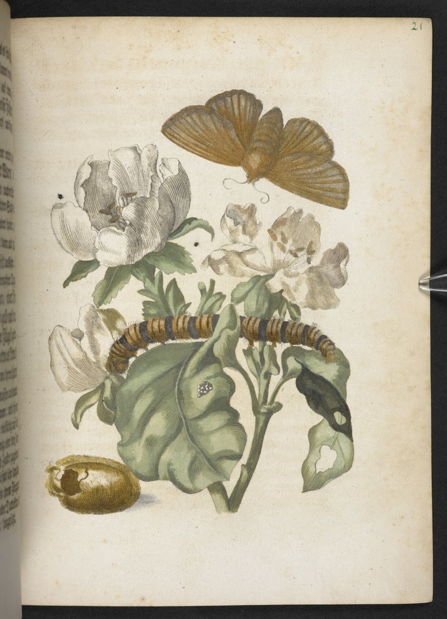 "A hernyók csodálatos metamorfózisa és a furcsa virágeledel..." alkotó: Maria Sibylla Merian