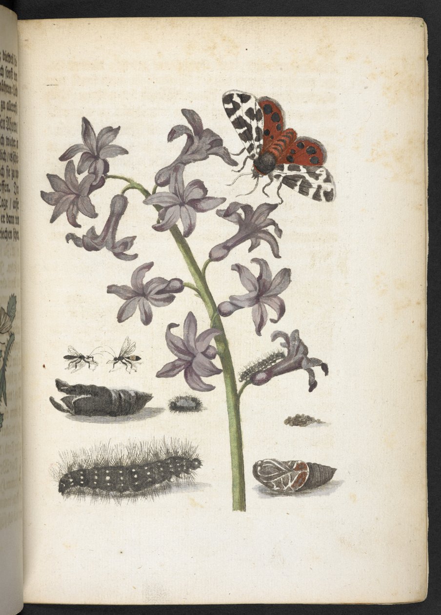 "A hernyók csodálatos metamorfózisa és a furcsa virágeledel..." alkotó: Maria Sibylla Merian