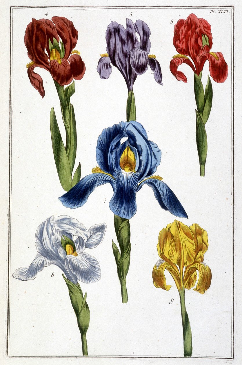 Írisz – Maria Sibylla de Merian „Surinam és egész Európa rovarainak általános története” című könyvében, szerk. Desnos, Párizs alkotó: Maria Sibylla Merian