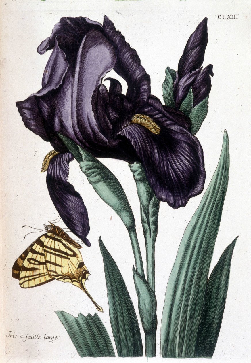 Széles levelű írisz - Maria Sibylla de Merian „A surinami és egész európai rovarok általános története” című könyvében, szerk. Desnos, Párizs alkotó: Maria Sibylla Merian