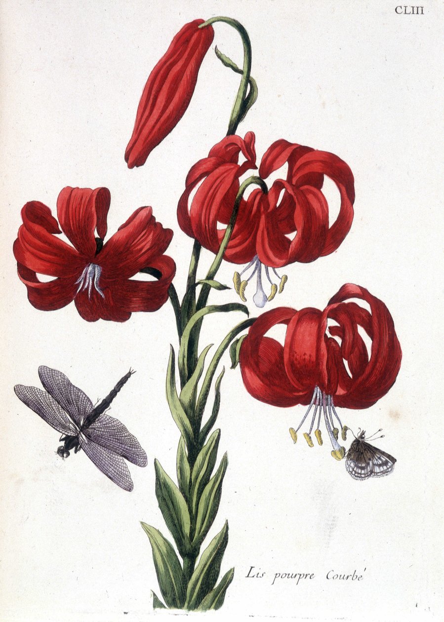 Liliom (liliom) Ívelt – Maria Sibylla de Merian „” Surinam és egész Európa rovarainak általános története” című könyvében, szerk. Desnos, Párizs alkotó: Maria Sibylla Merian