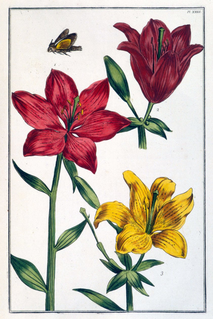 Liliom (liliom) piros - a „Suriname és egész Európa rovarainak általános története” című részben, Maria Sibylla de Merian, szerk. Desnos, Párizs alkotó: Maria Sibylla Merian