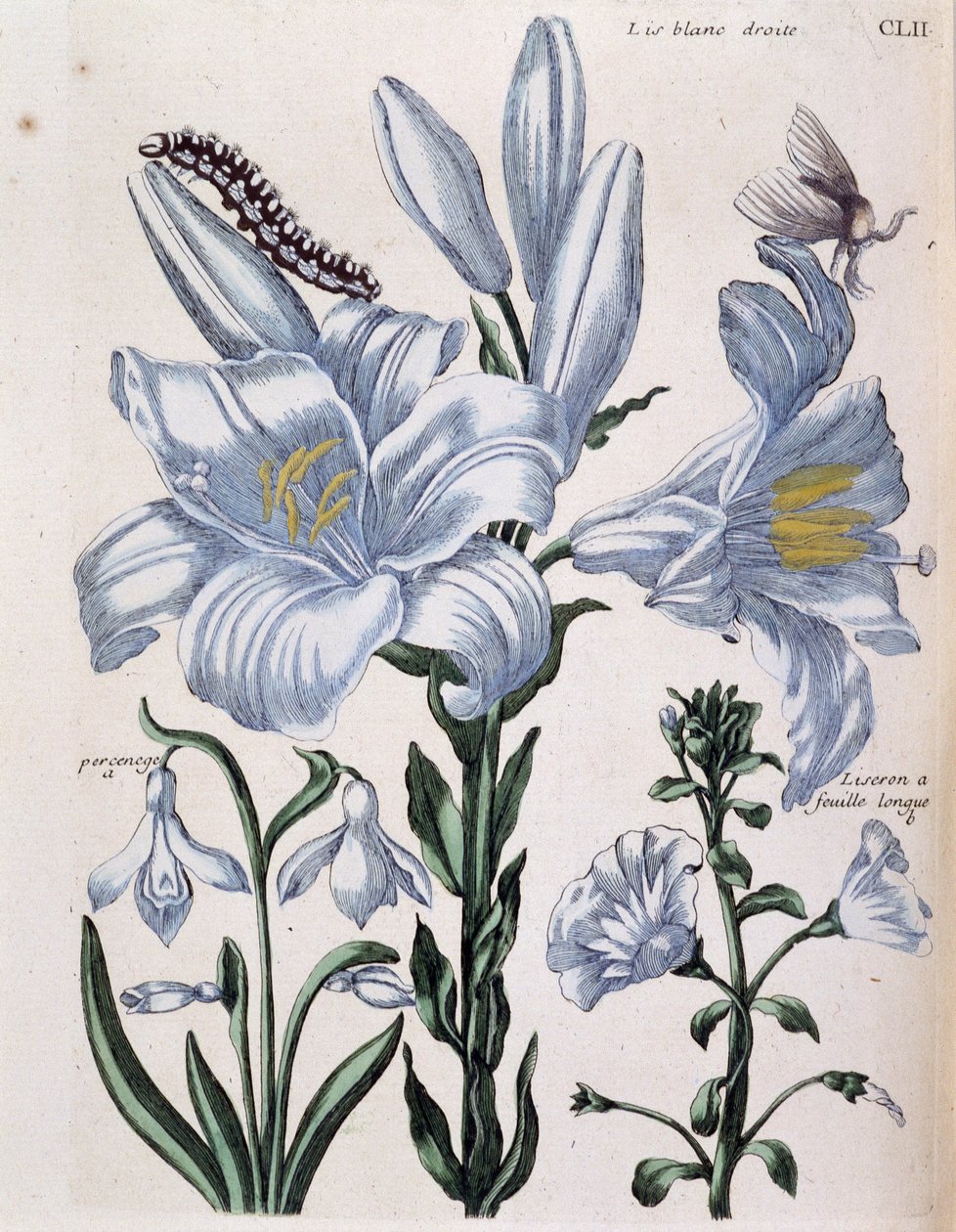 Lys (lis) fehér jobb és hosszú levélszél - Maria Sibylla de Merian „A Surinam és egész Európa rovarainak általános története” című könyvében, szerk. Desnos, Párizs alkotó: Maria Sibylla Merian
