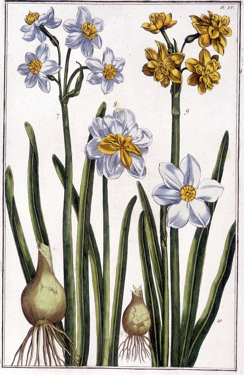 Narcissus - a „Suriname és egész Európa rovarainak általános története” című könyvében, Maria Sibylla de Merian, szerk. Desnos, Párizs alkotó: Maria Sibylla Merian