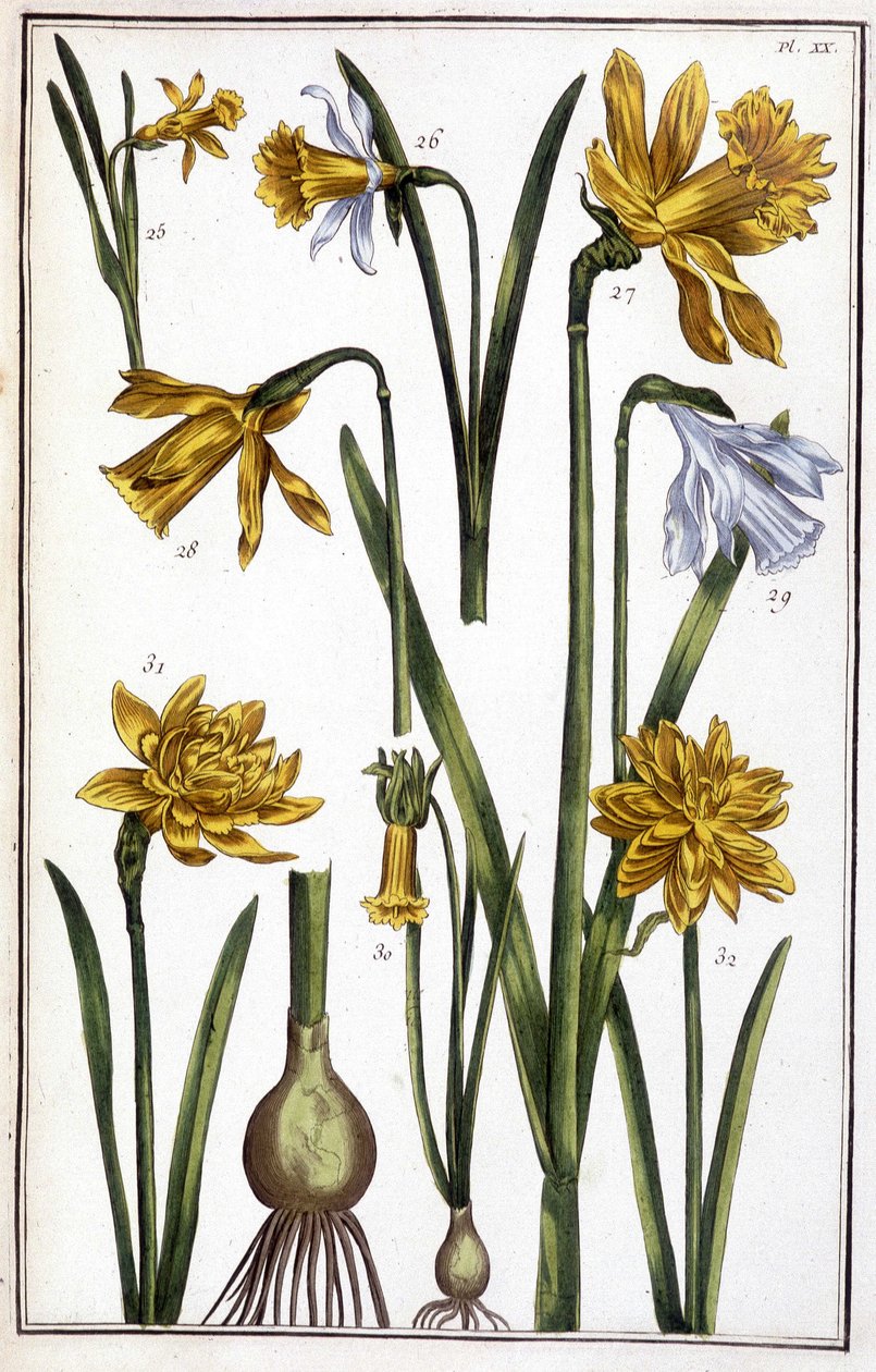 Ismeretlen kép alkotó: Maria Sibylla Merian