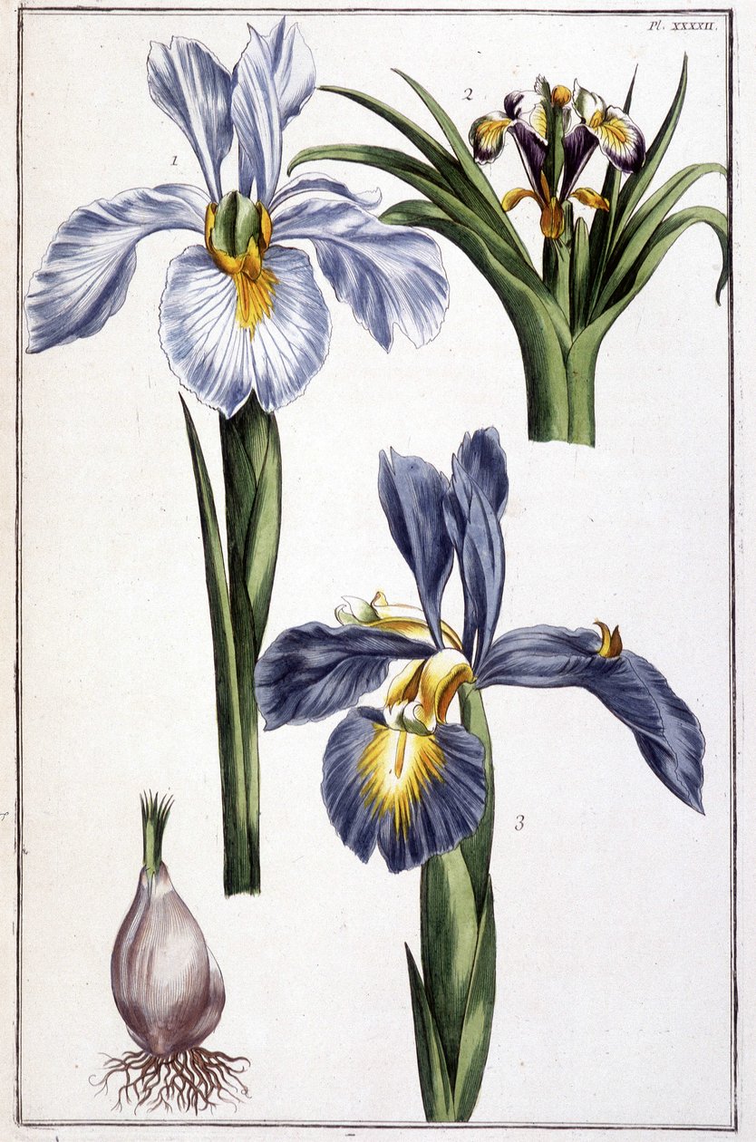 Ismeretlen kép alkotó: Maria Sibylla Merian