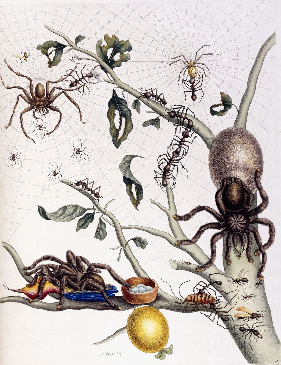 Különféle pókfélék Dél-Amerikából, 1726 alkotó: Maria Sibylla Merian