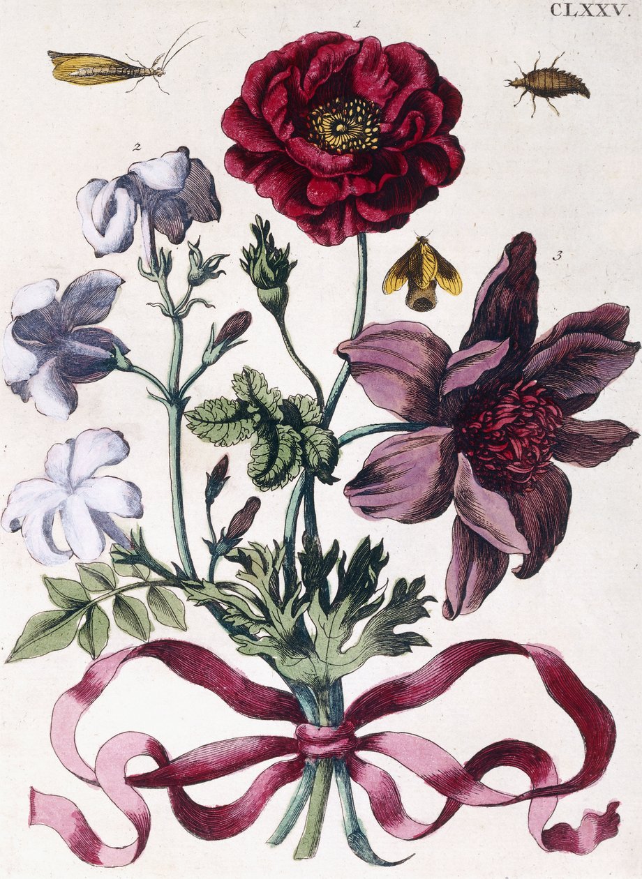 Különféle európai rovarok és virágok alkotó: Maria Sibylla Merian