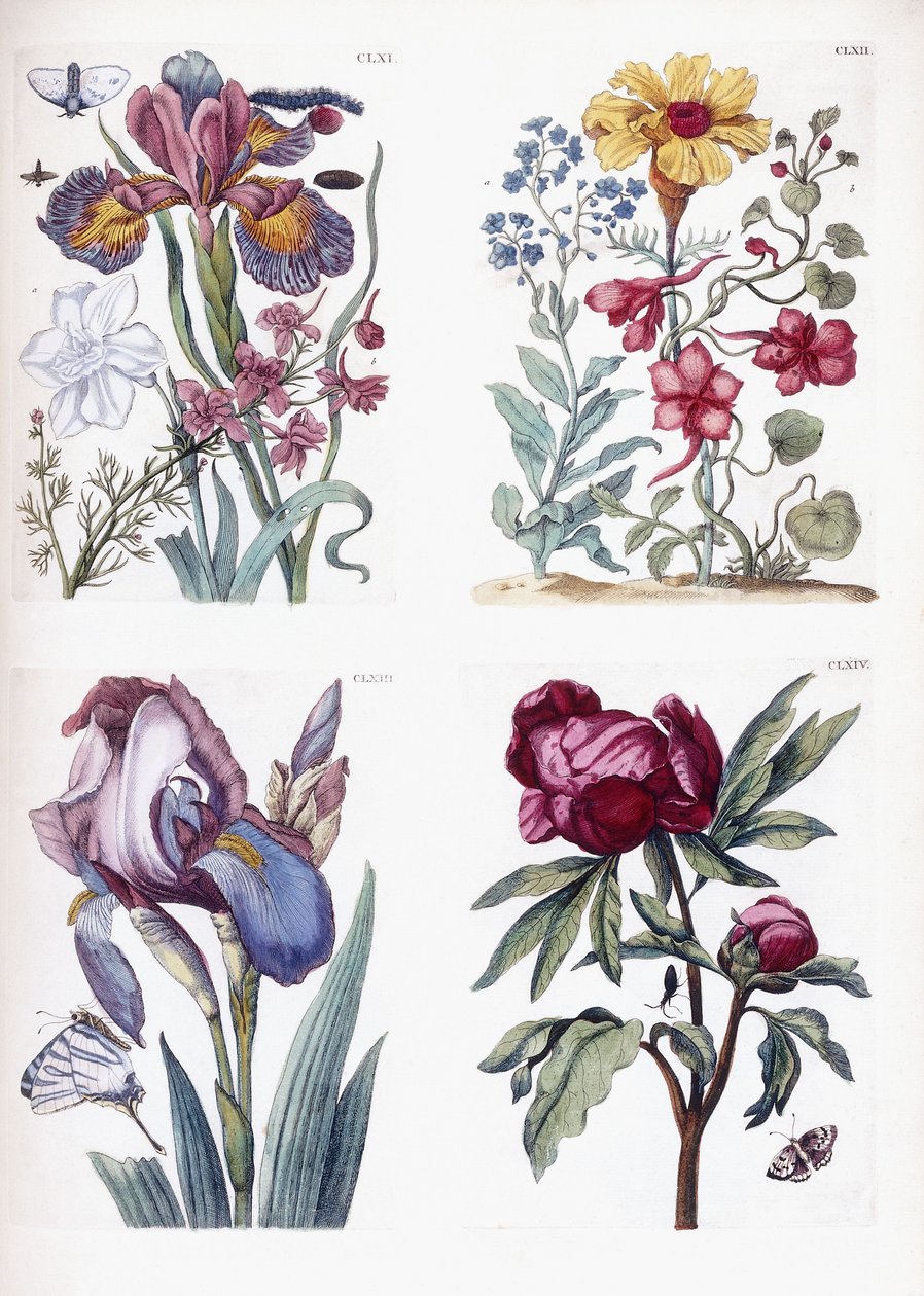 Különféle európai rovarok és virágok alkotó: Maria Sibylla Merian