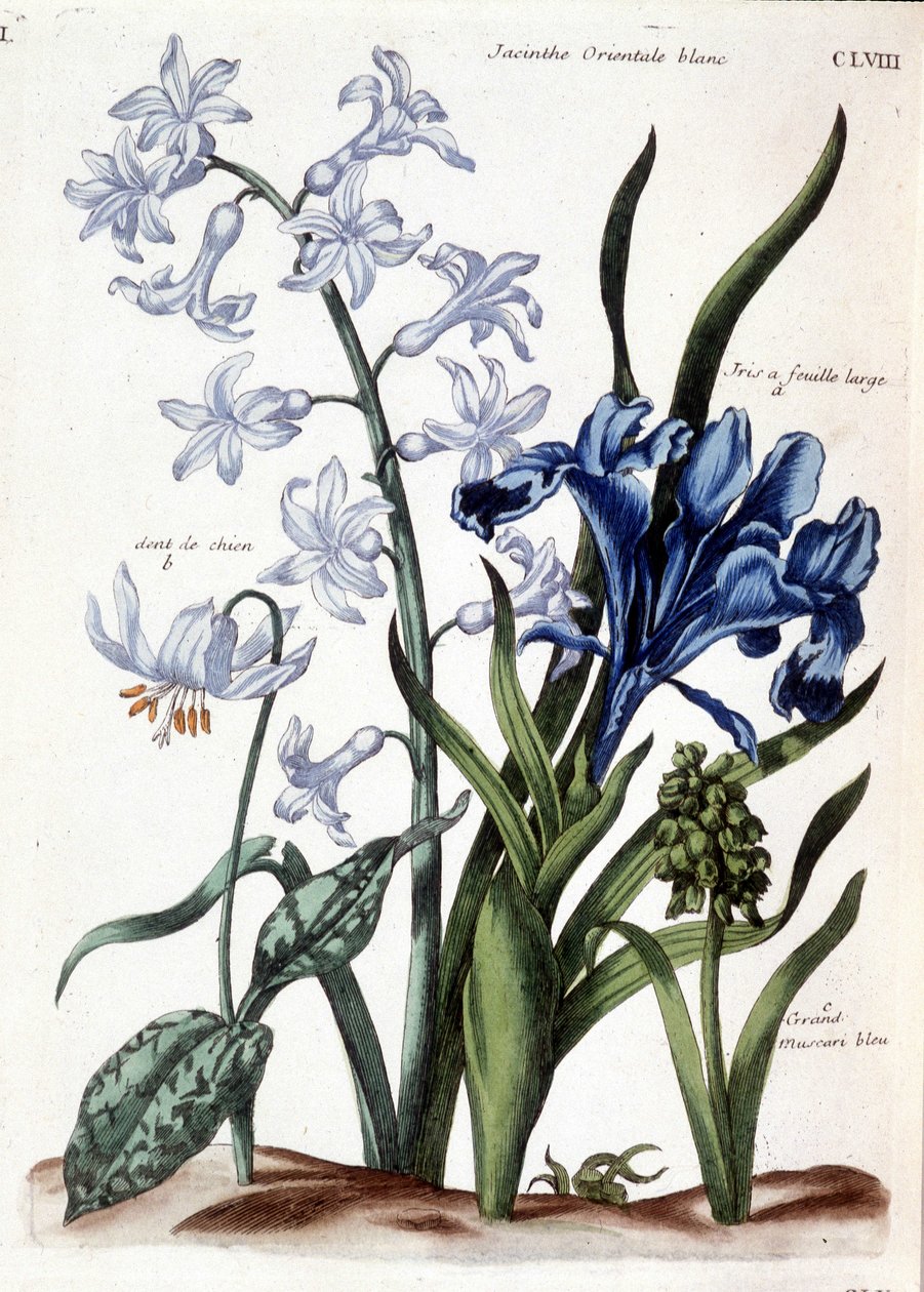 Fehér keleti jácint, nagy levelű írisz, kutyafog, nagy kék muscari - Maria Sibylla de Merian „Surinam és egész Európa rovarainak általános története” című könyvében. Desnos, Párizs alkotó: Maria Sibylla Merian