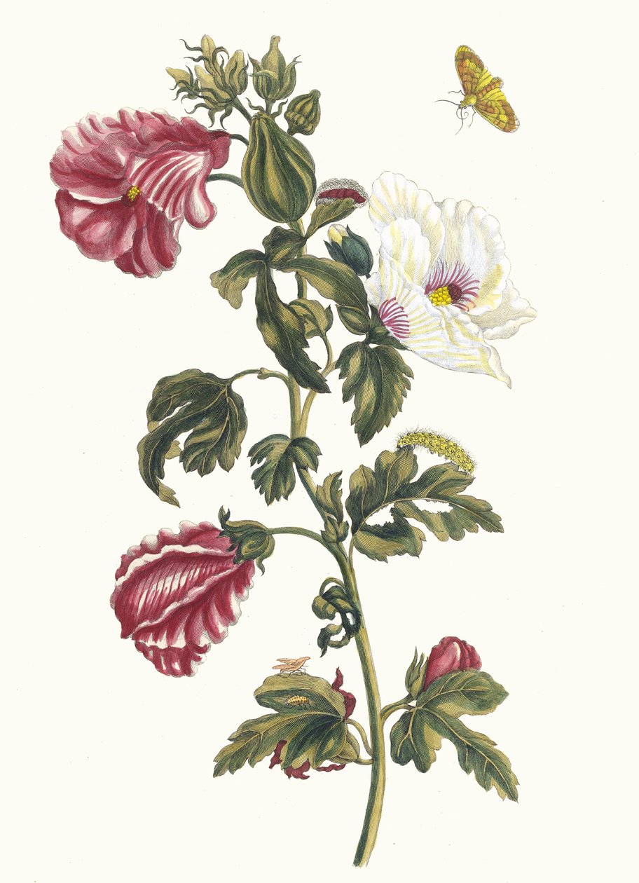 Althea. A Metamorphosis insectorum Surinamensium könyvből, 1705. alkotó: Maria Sibylla Merian
