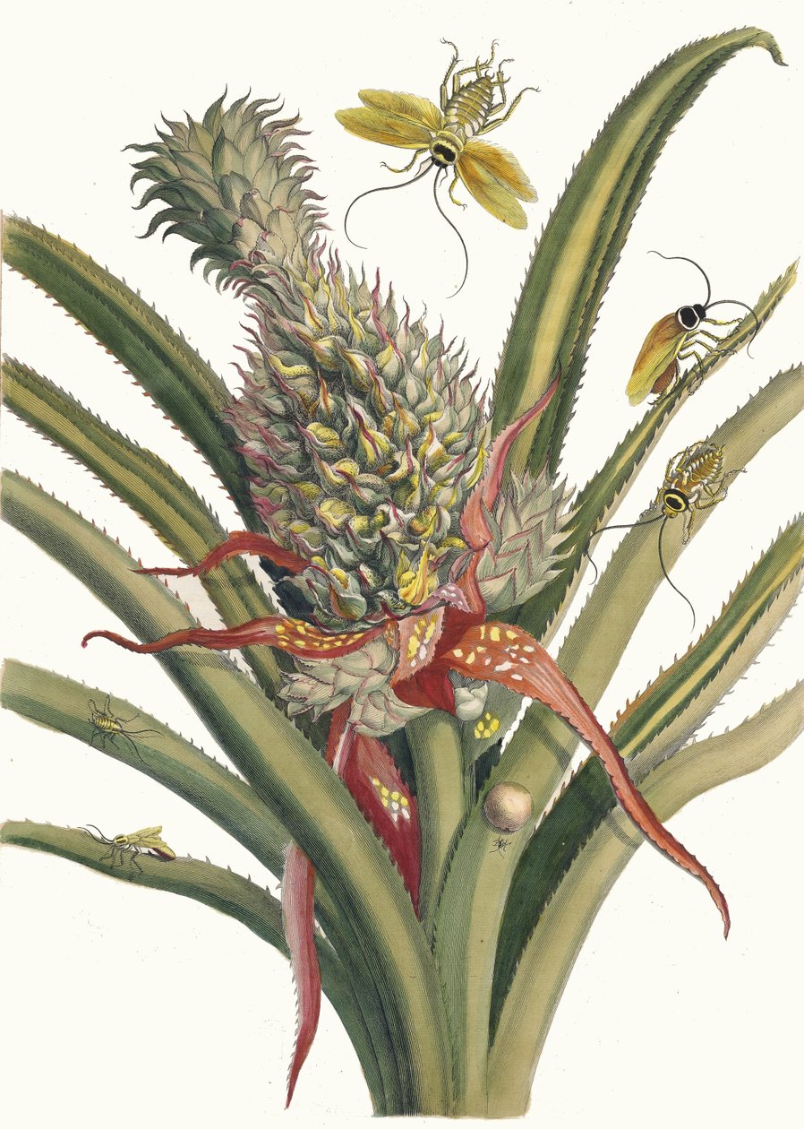 Ananász. A Metamorphosis insectorum Surinamensium könyvből, 1705. alkotó: Maria Sibylla Merian