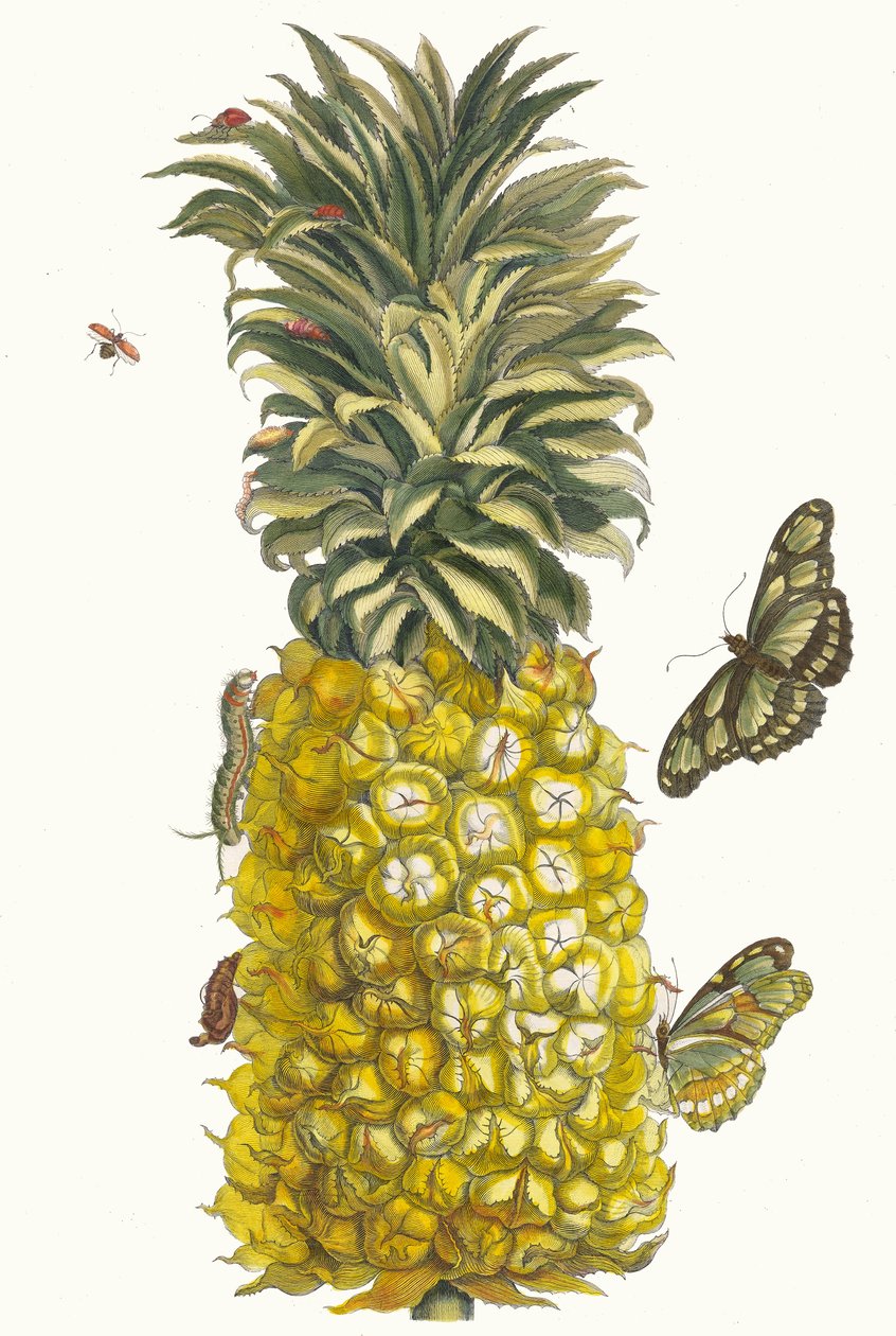 Ananas mur. A Metamorphosis insectorum Surinamensium könyvből, 1705. alkotó: Maria Sibylla Merian