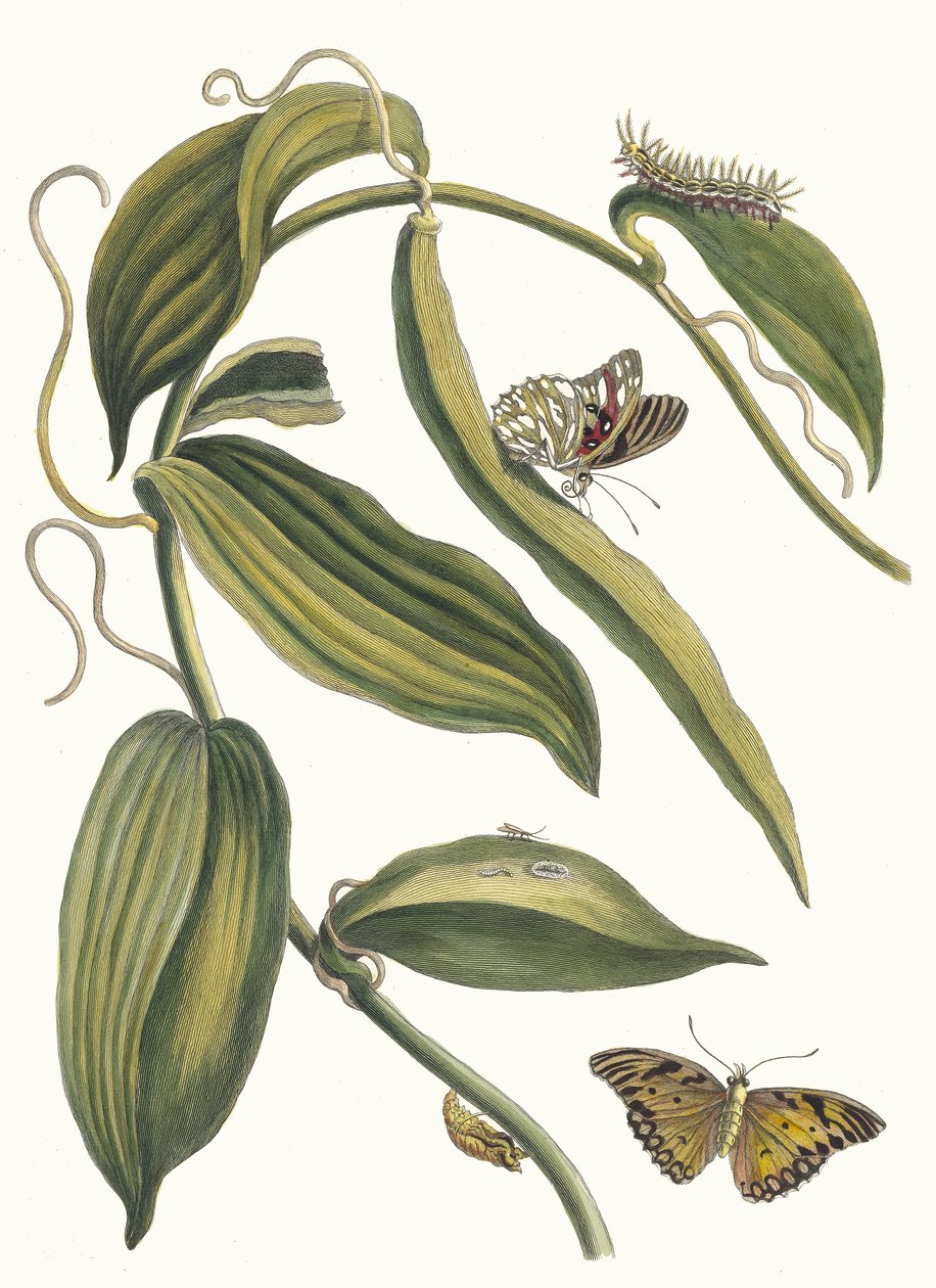 Banille. A Metamorphosis insectorum Surinamensium könyvből, 1705. alkotó: Maria Sibylla Merian