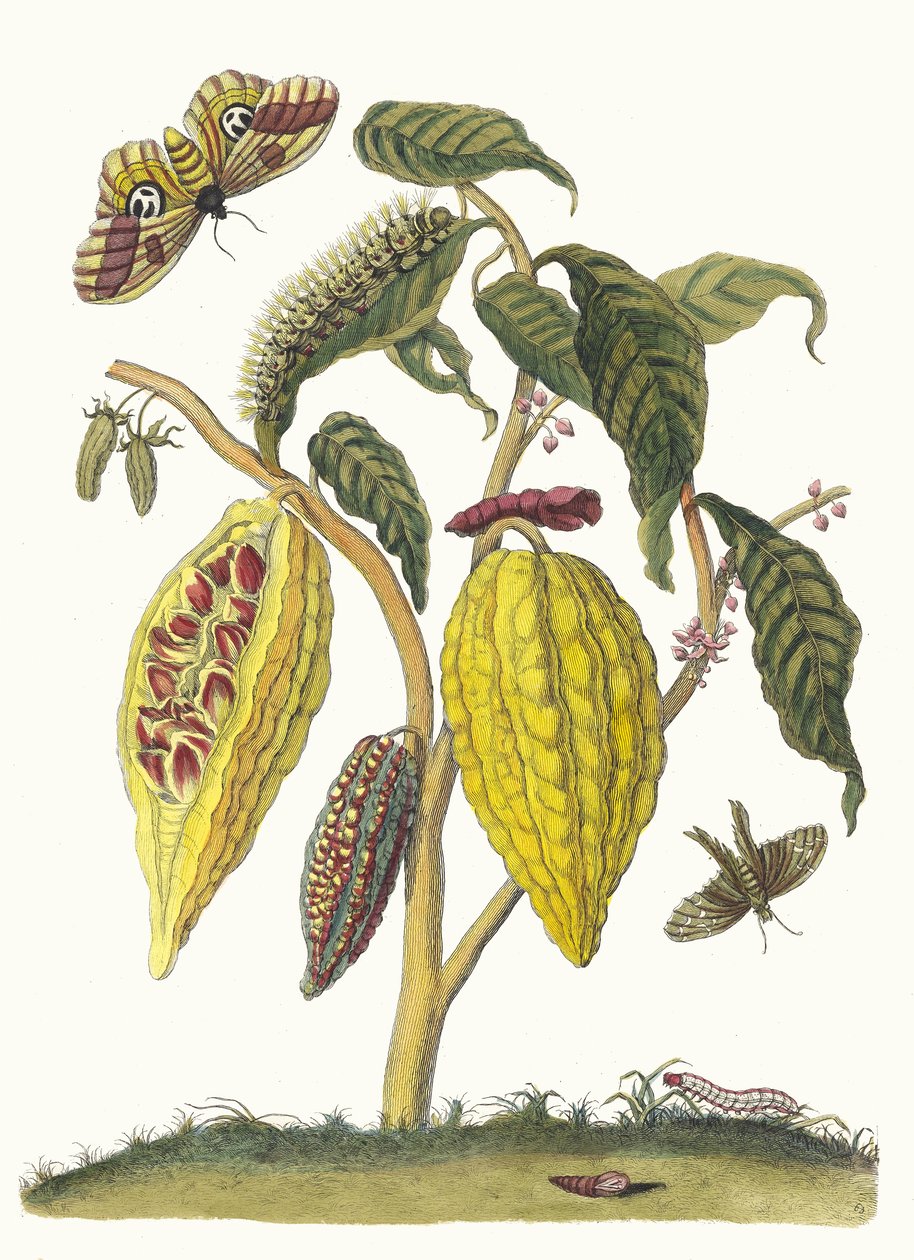 Cacao. A Metamorphosis insectorum Surinamensium könyvből, 1705. alkotó: Maria Sibylla Merian