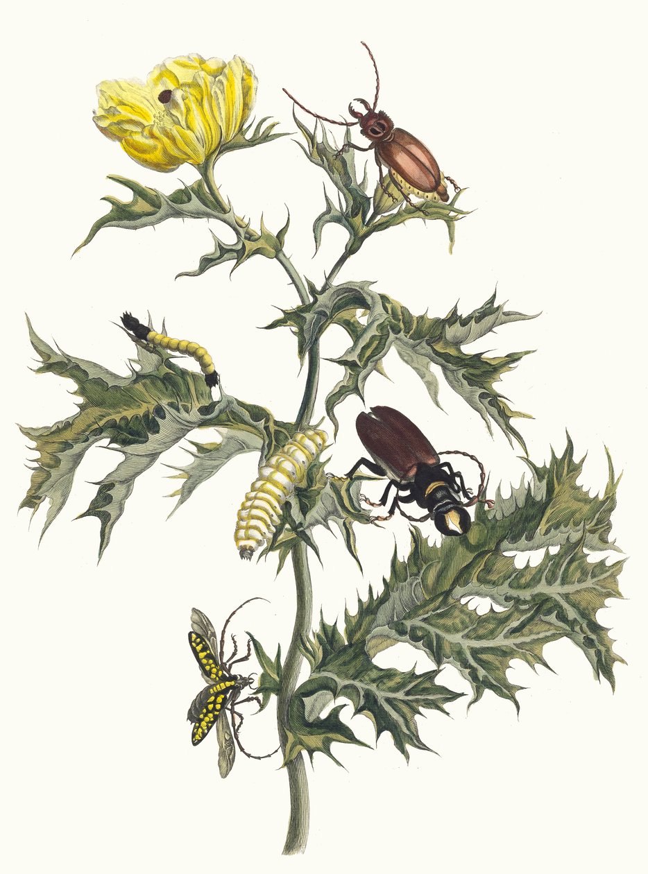Tüskés bogáncs A surinamei rovarok metamorfózisa című könyvből, 1705. alkotó: Maria Sibylla Merian