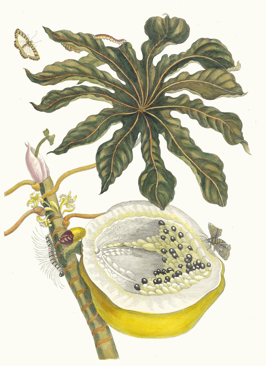 Carica papaya. A Metamorphosis insectorum Surinamensium könyvből, 1705. alkotó: Maria Sibylla Merian